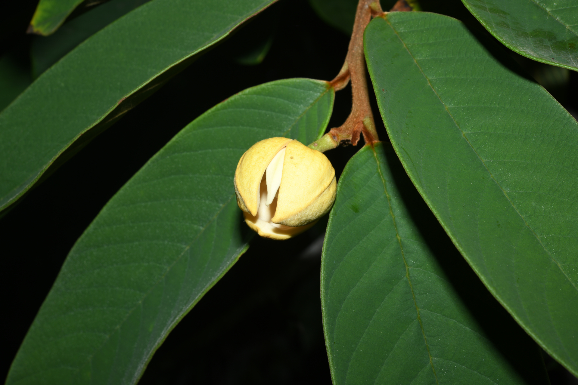 Annona paludosa Aubl. - Photo Bivouac Naturaliste