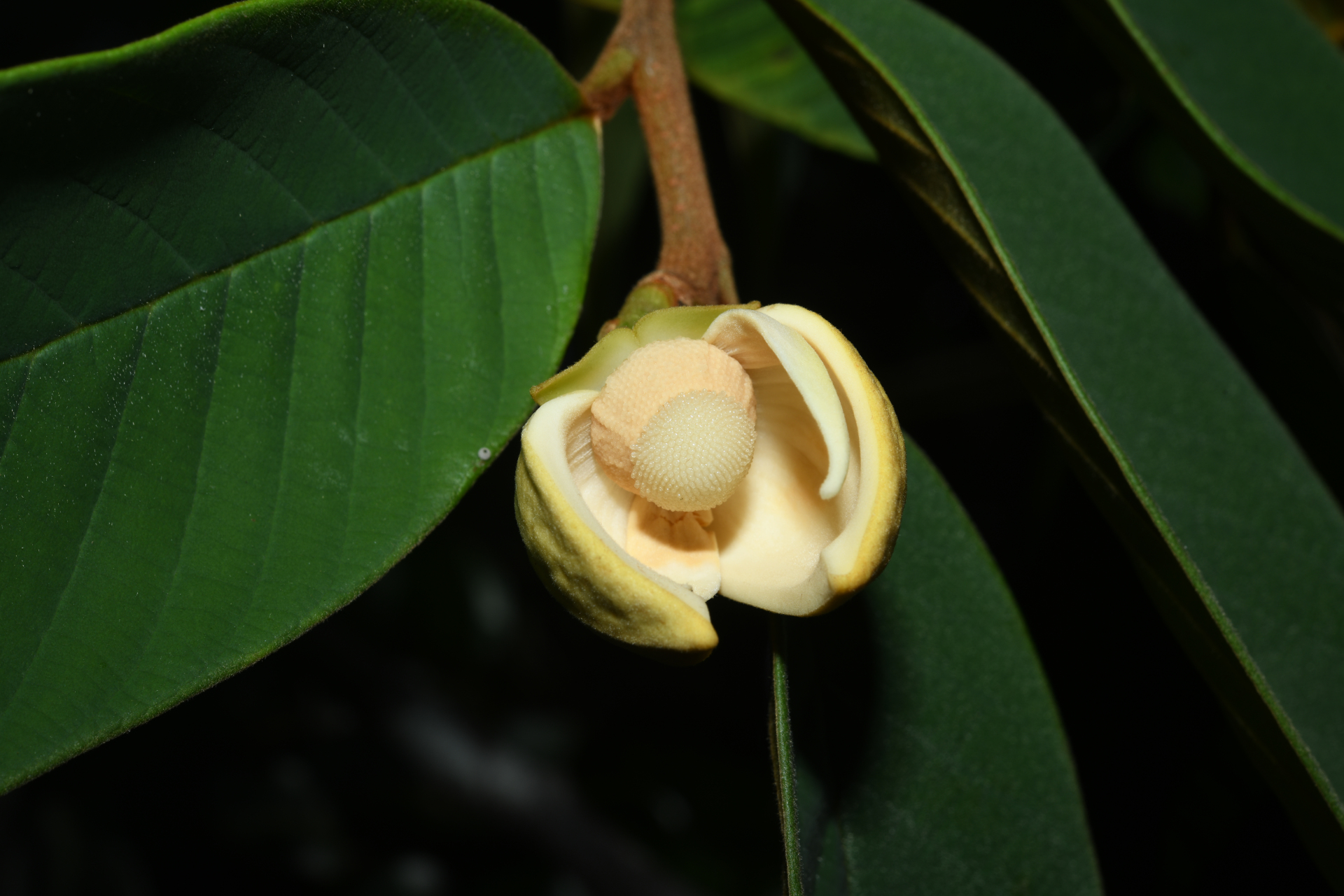 Annona paludosa Aubl. - Photo Bivouac Naturaliste