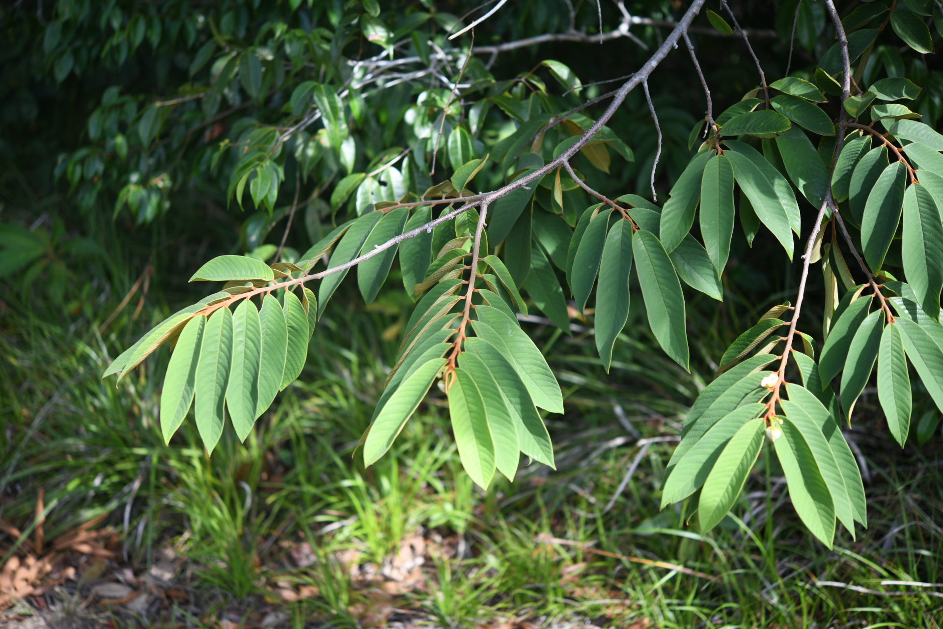 Annona paludosa Aubl. - Photo Bivouac Naturaliste