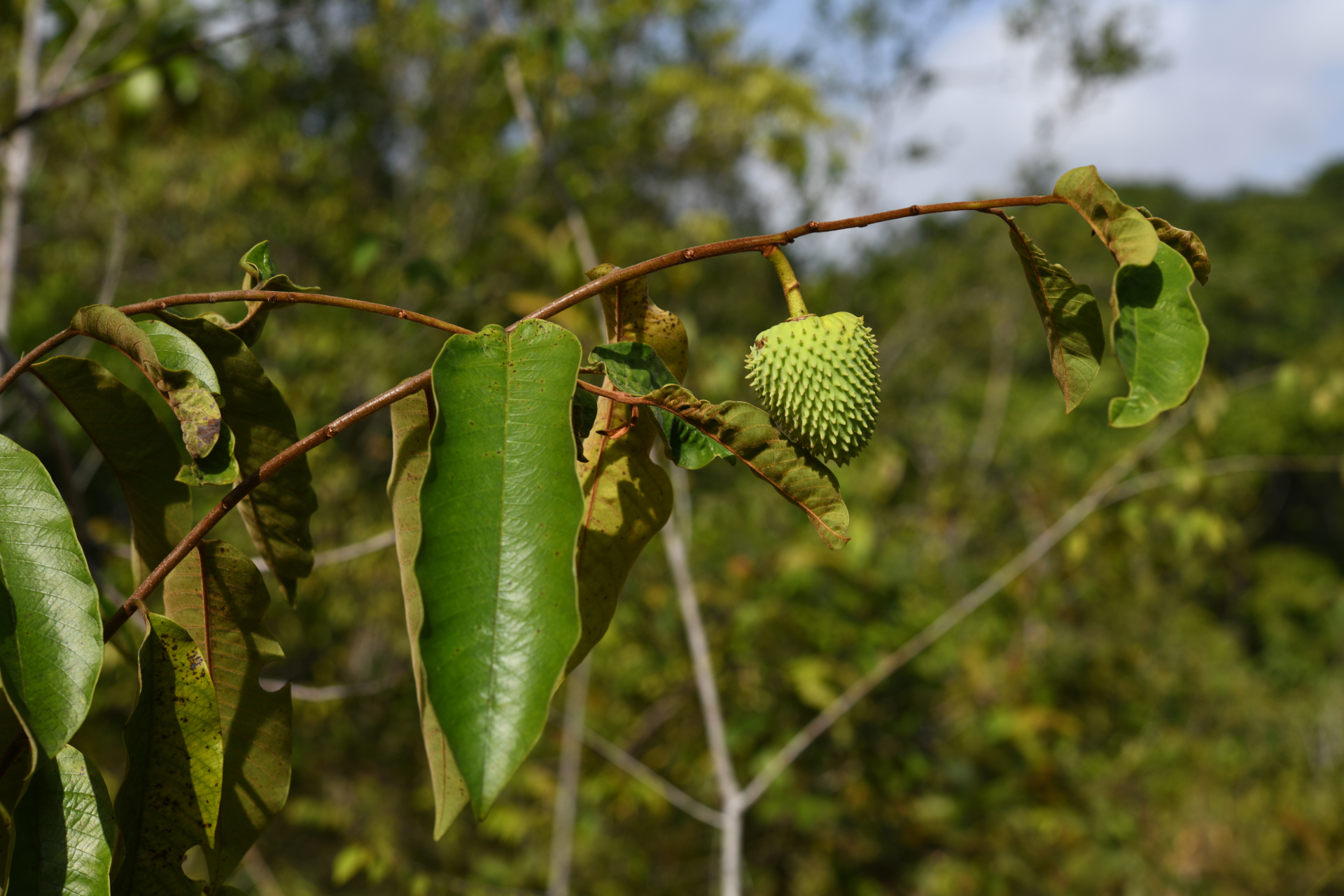Annona sericea Dunal ex Sprague - Photo Bivouac Naturaliste