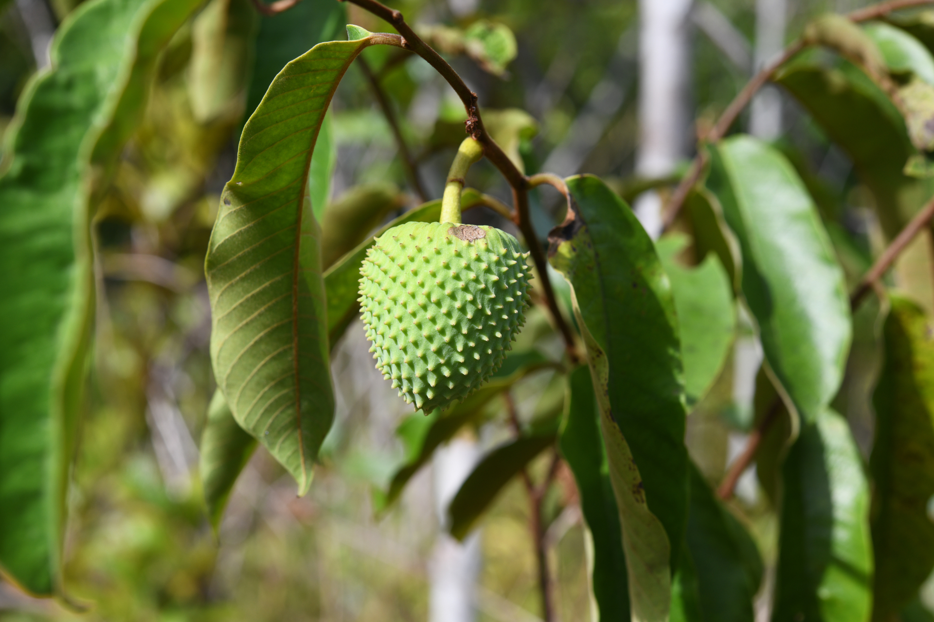 Annona sericea Dunal ex Sprague - Photo Bivouac Naturaliste