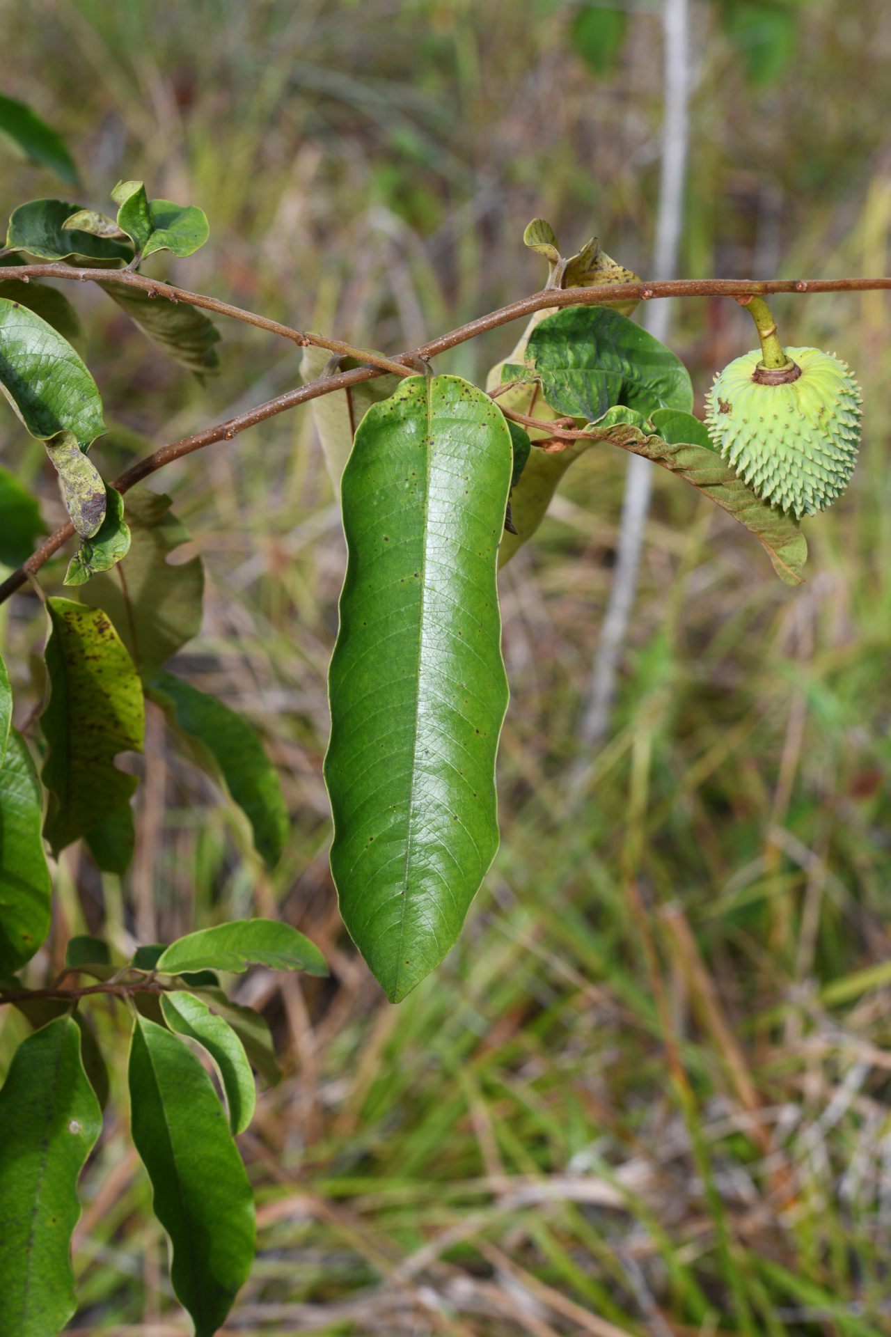 Annona sericea Dunal ex Sprague - Photo Bivouac Naturaliste