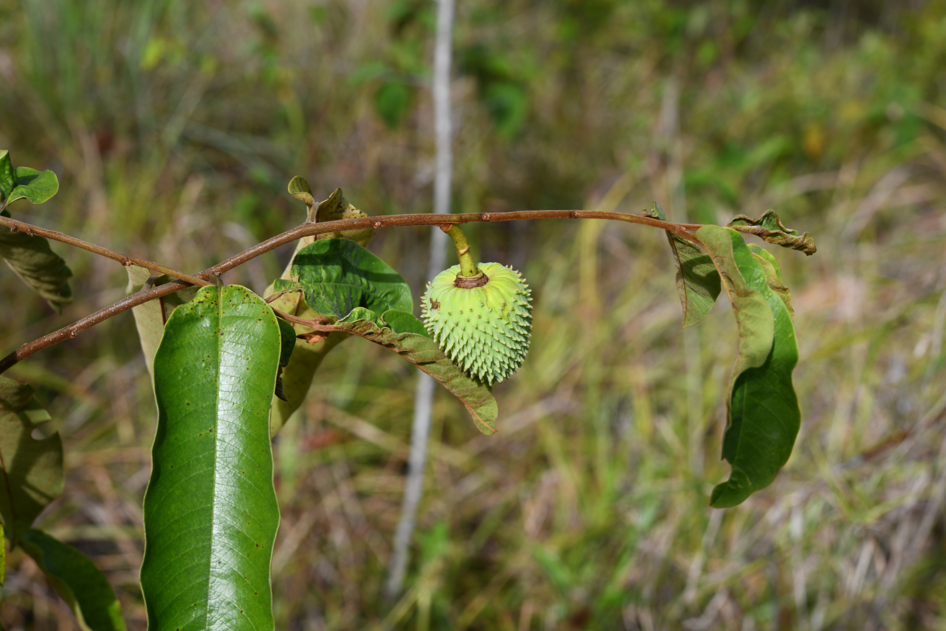 Annona sericea Dunal ex Sprague - Photo Bivouac Naturaliste
