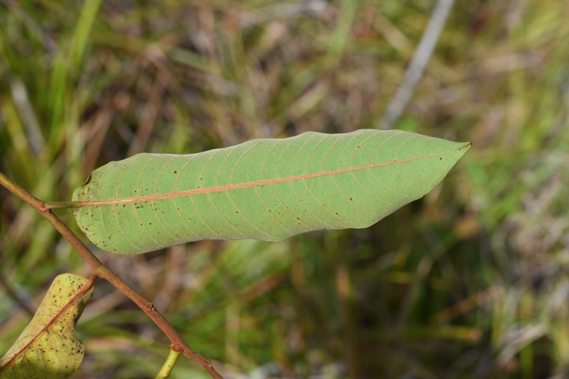 Annona sericea Dunal ex Sprague - Photo Bivouac Naturaliste