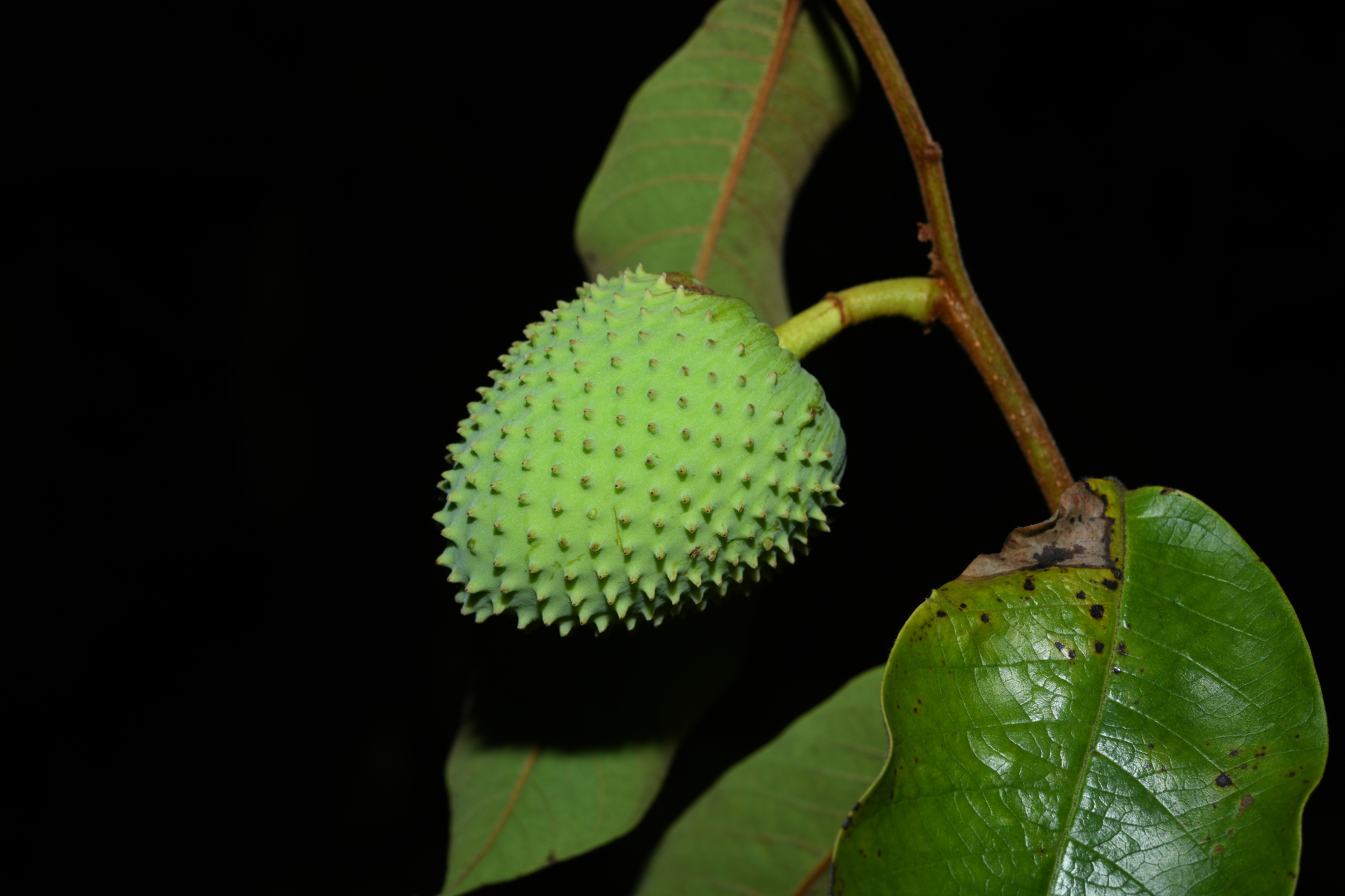 Annona sericea Dunal ex Sprague - Photo Bivouac Naturaliste