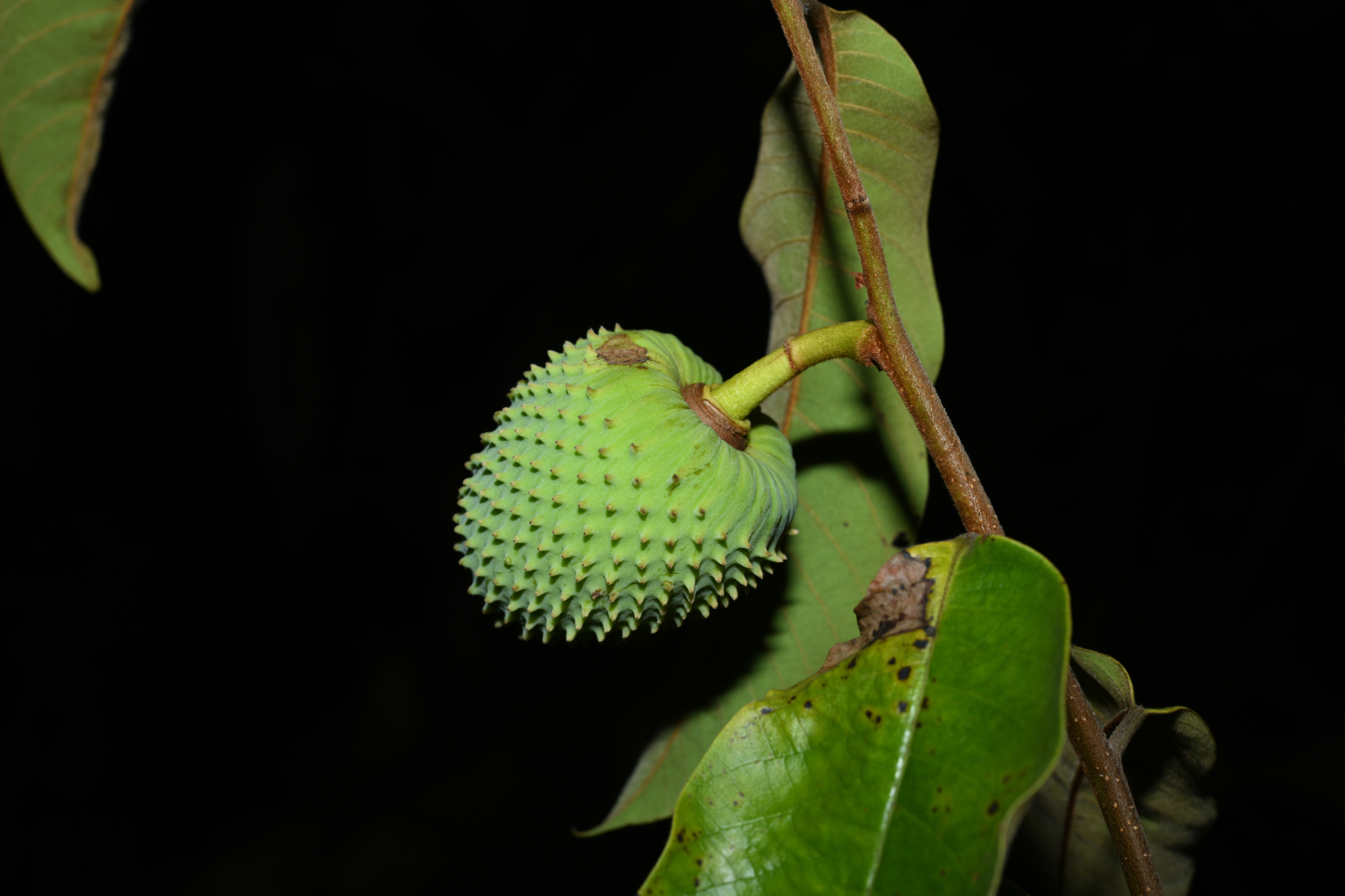Annona sericea Dunal ex Sprague - Photo Bivouac Naturaliste