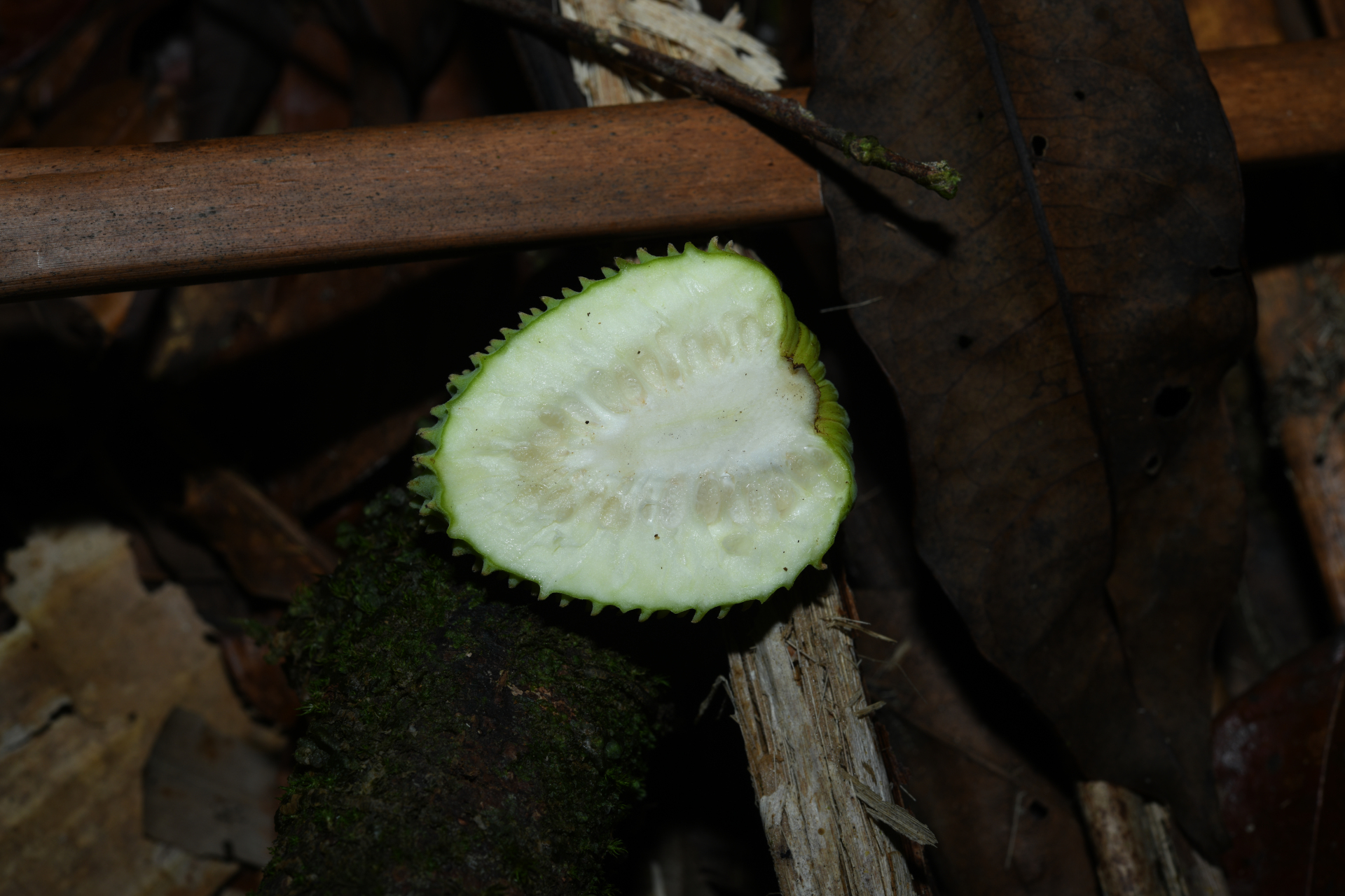 Annona sericea Dunal ex Sprague - Photo Bivouac Naturaliste