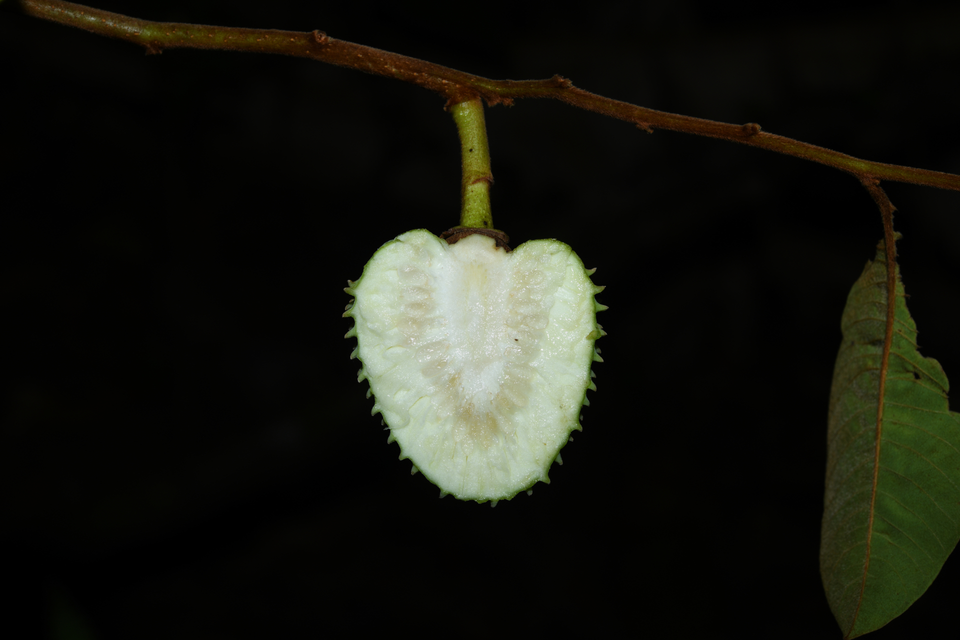 Annona sericea Dunal ex Sprague - Photo Bivouac Naturaliste