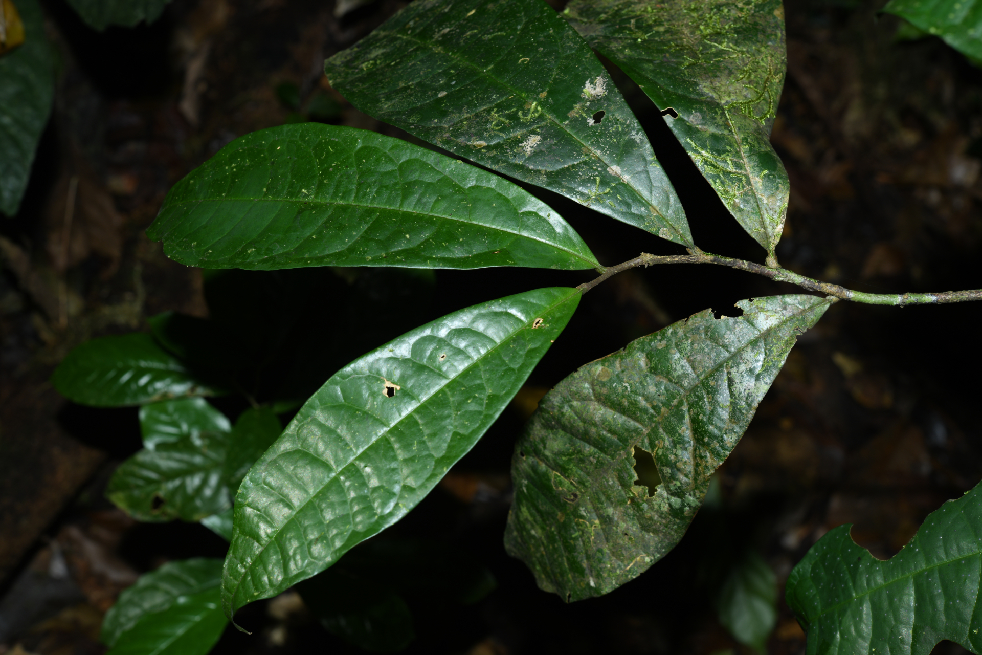 Duguetia inconspicua Sagot - Photo Bivouac Naturaliste