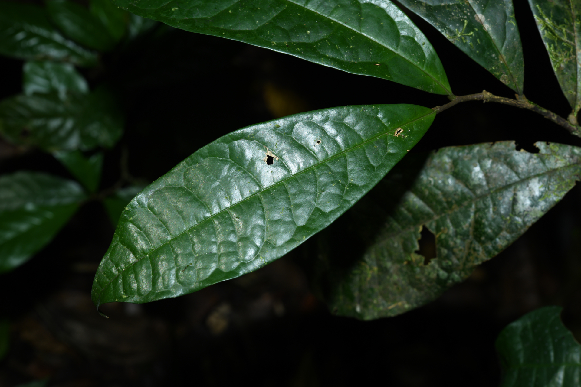 Duguetia inconspicua Sagot - Photo Bivouac Naturaliste