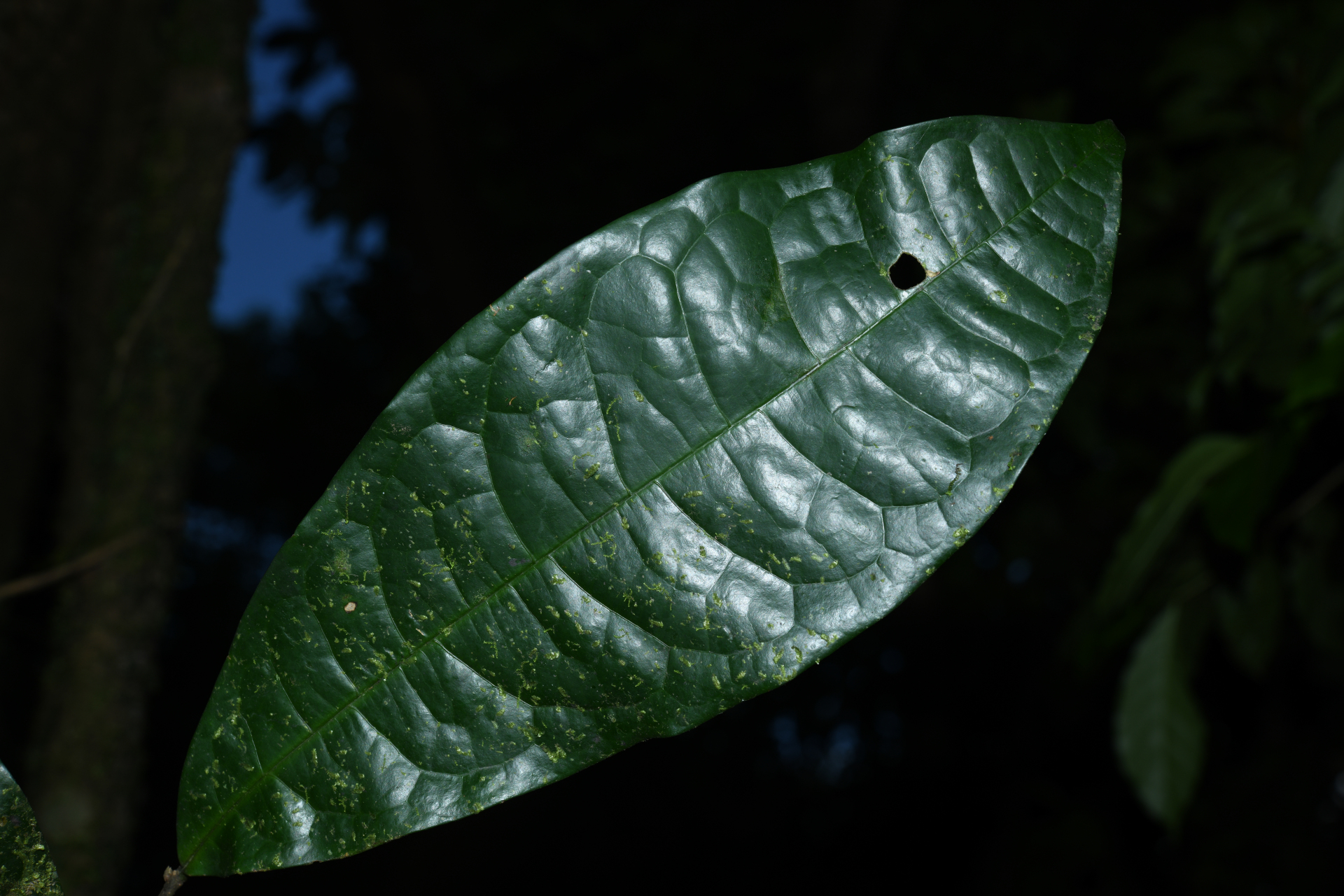 Duguetia inconspicua Sagot - Photo Bivouac Naturaliste