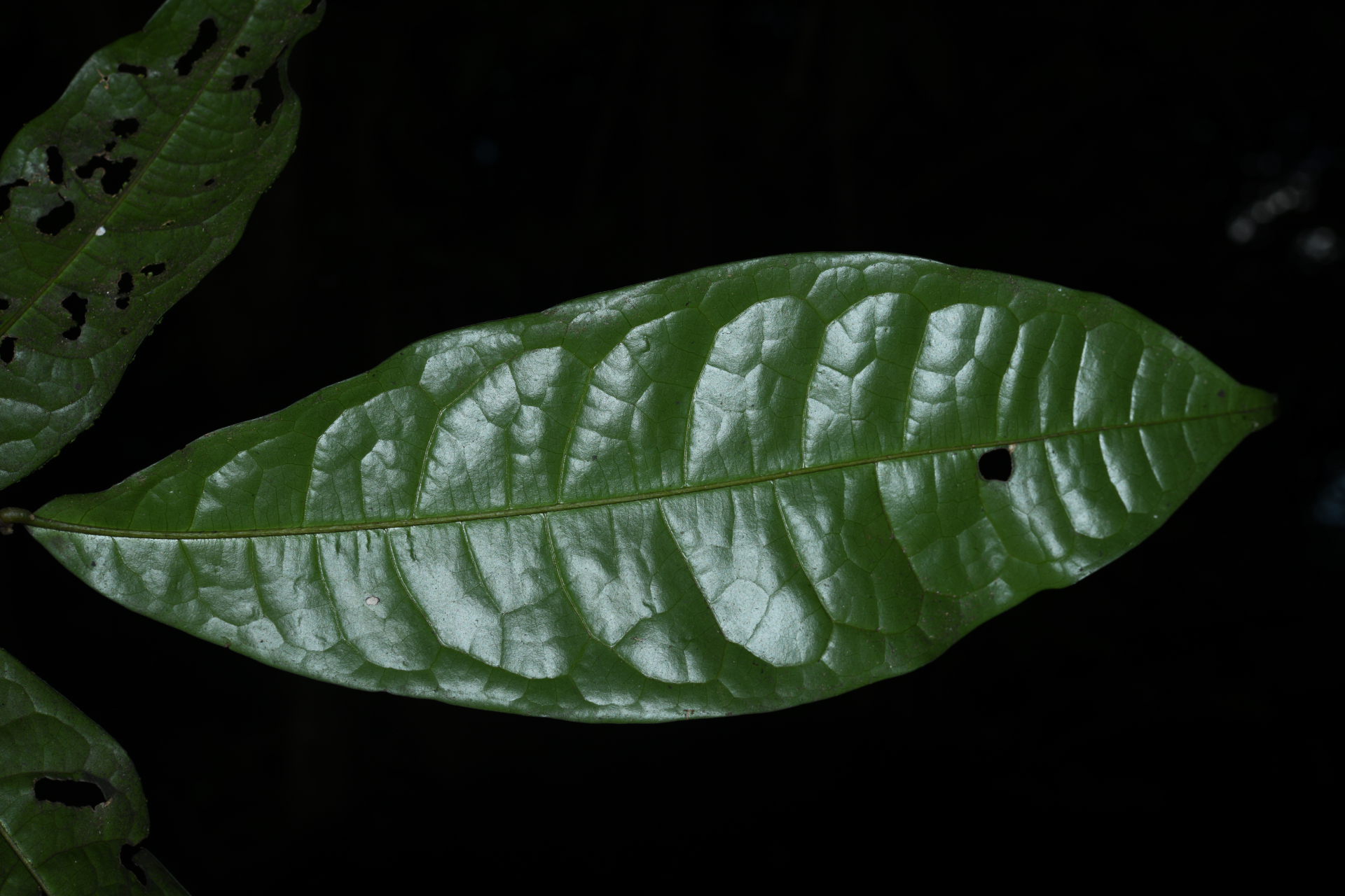 Duguetia inconspicua Sagot - Photo Bivouac Naturaliste