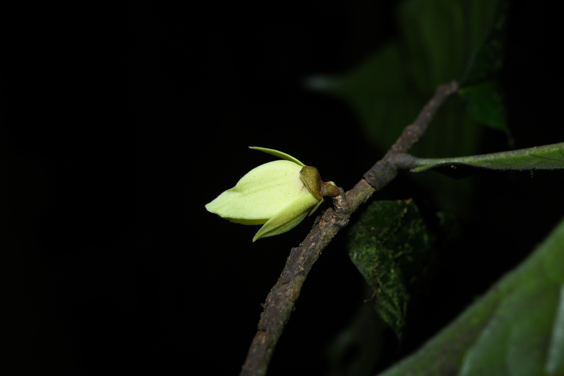 Duguetia inconspicua Sagot - Photo Bivouac Naturaliste