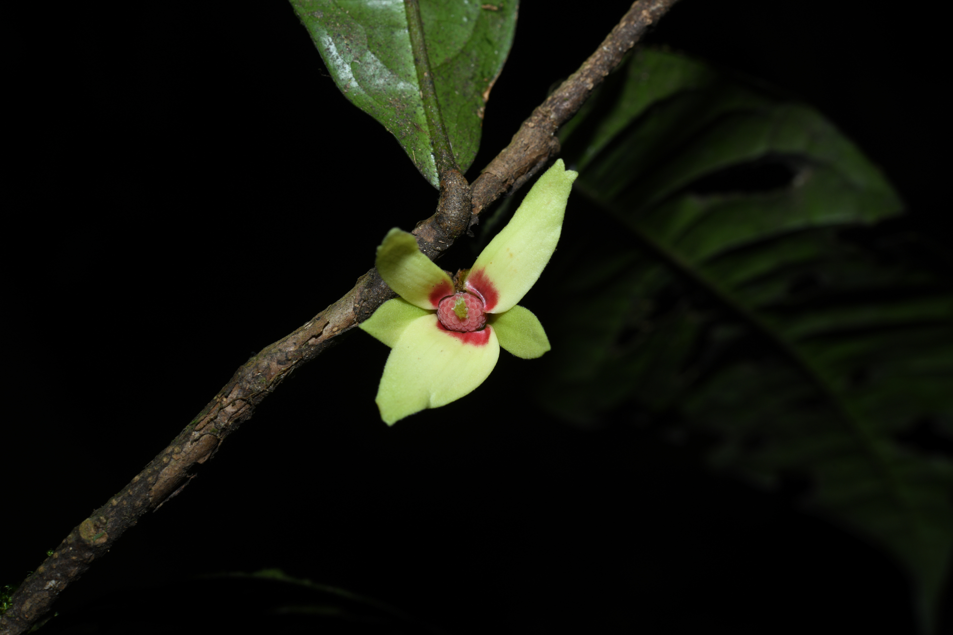 Duguetia inconspicua Sagot - Photo Bivouac Naturaliste