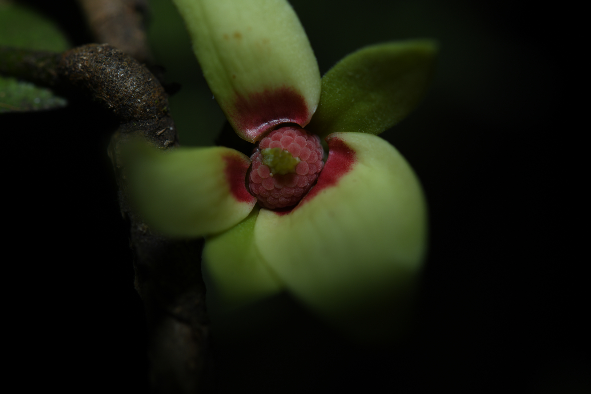 Duguetia inconspicua Sagot - Photo Bivouac Naturaliste