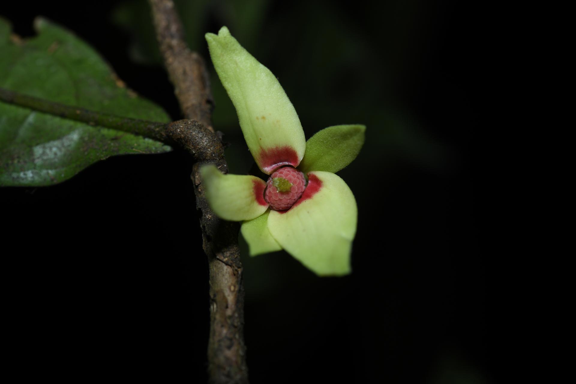 Duguetia inconspicua Sagot - Photo Bivouac Naturaliste
