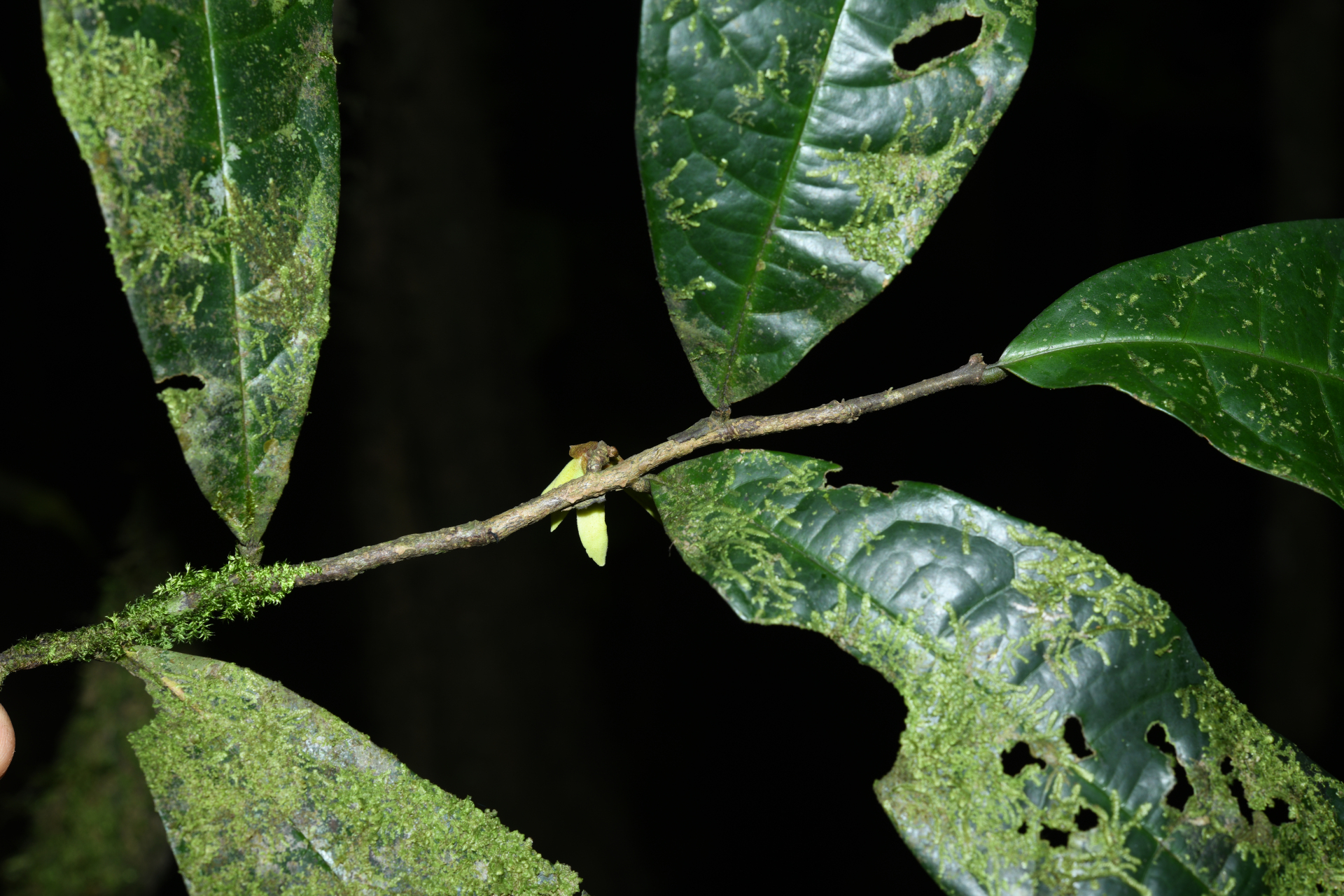 Duguetia inconspicua Sagot - Photo Bivouac Naturaliste