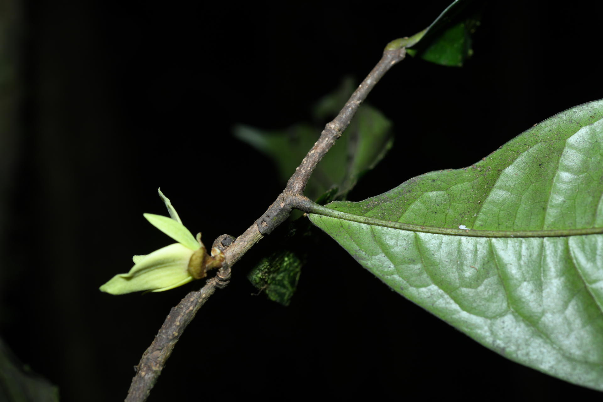Duguetia inconspicua Sagot - Photo Bivouac Naturaliste