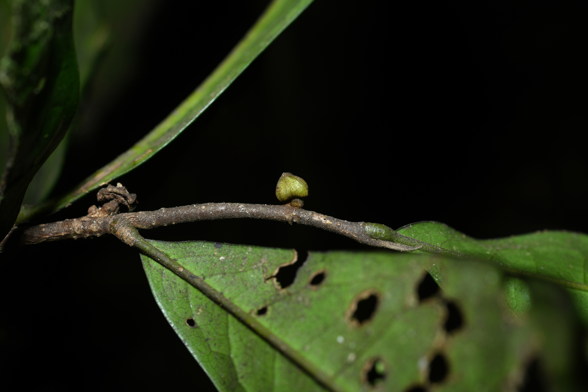 Duguetia inconspicua Sagot - Photo Bivouac Naturaliste