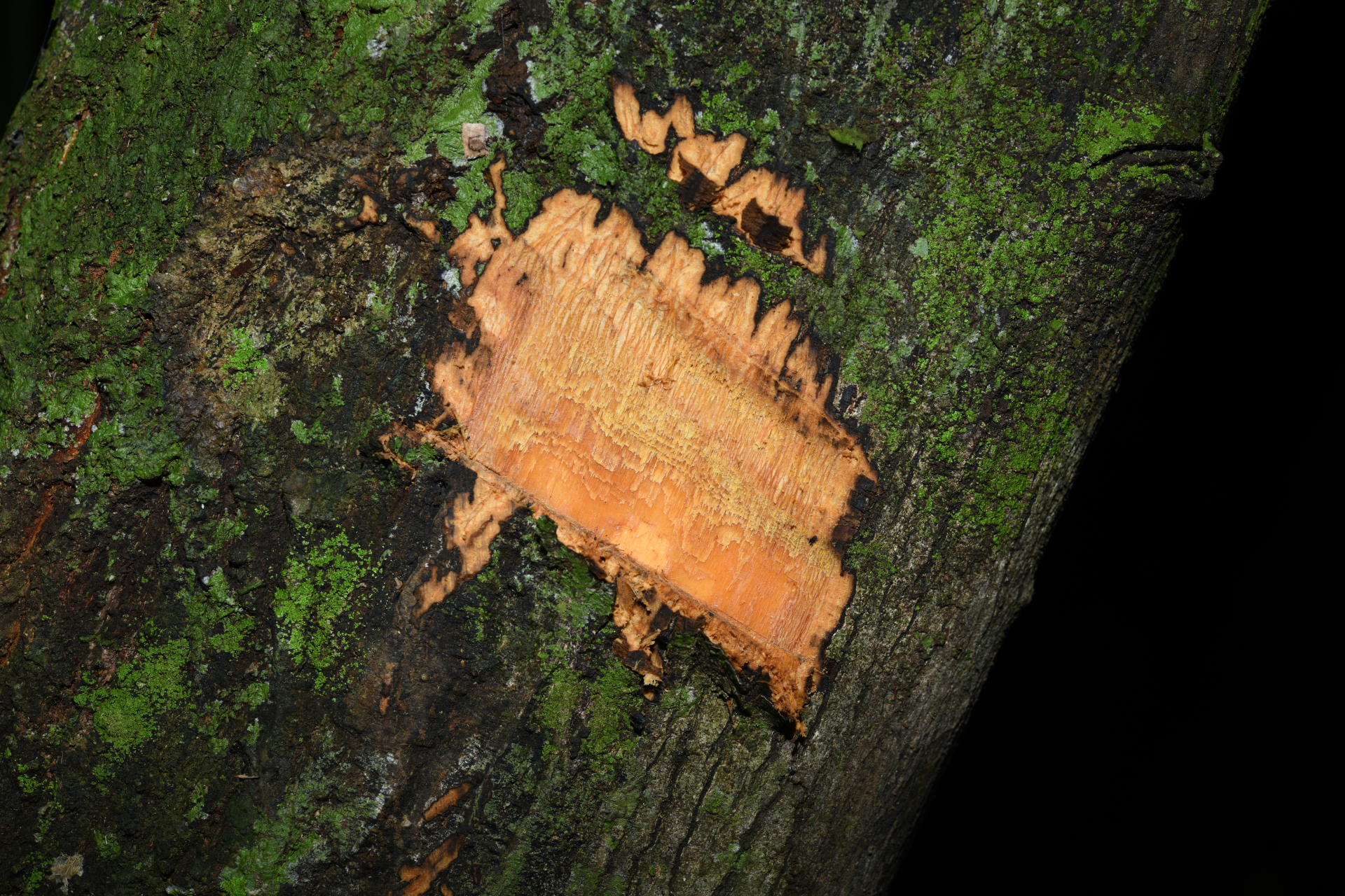 Unonopsis rufescens (Baill.) R.E.Fr. - Photo Bivouac Naturaliste