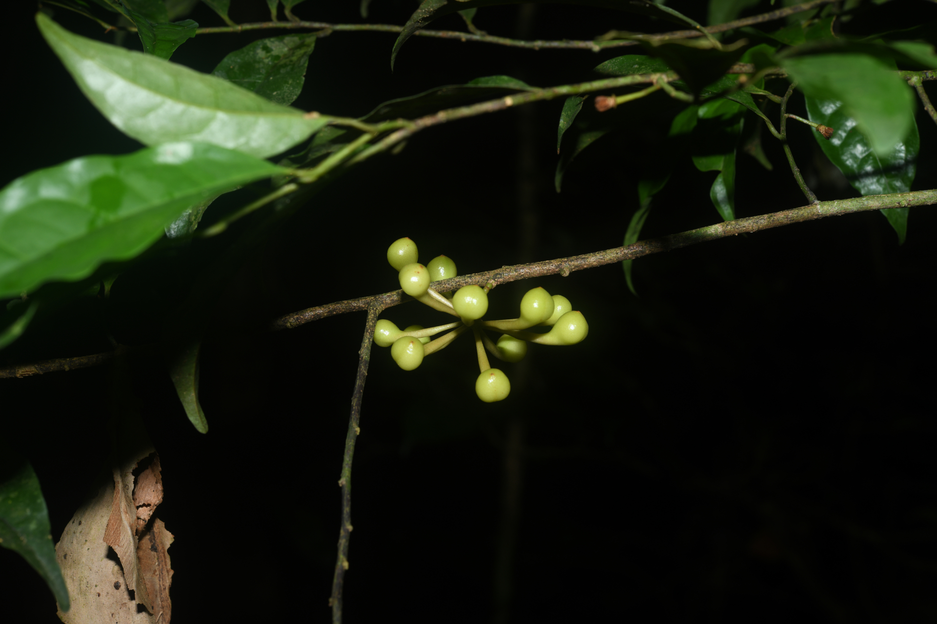 Anaxagorea prinoides (Dunal) A.DC. - Photo Bivouac Naturaliste