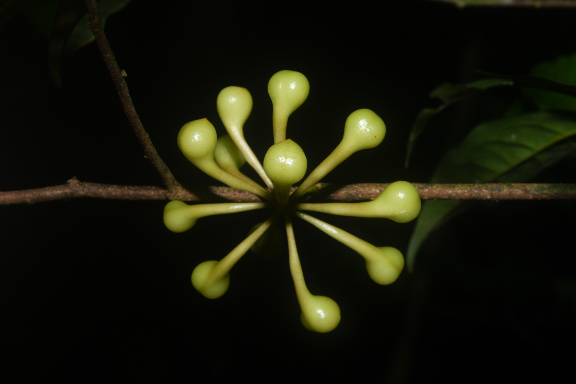 Anaxagorea prinoides (Dunal) A.DC. - Photo Bivouac Naturaliste