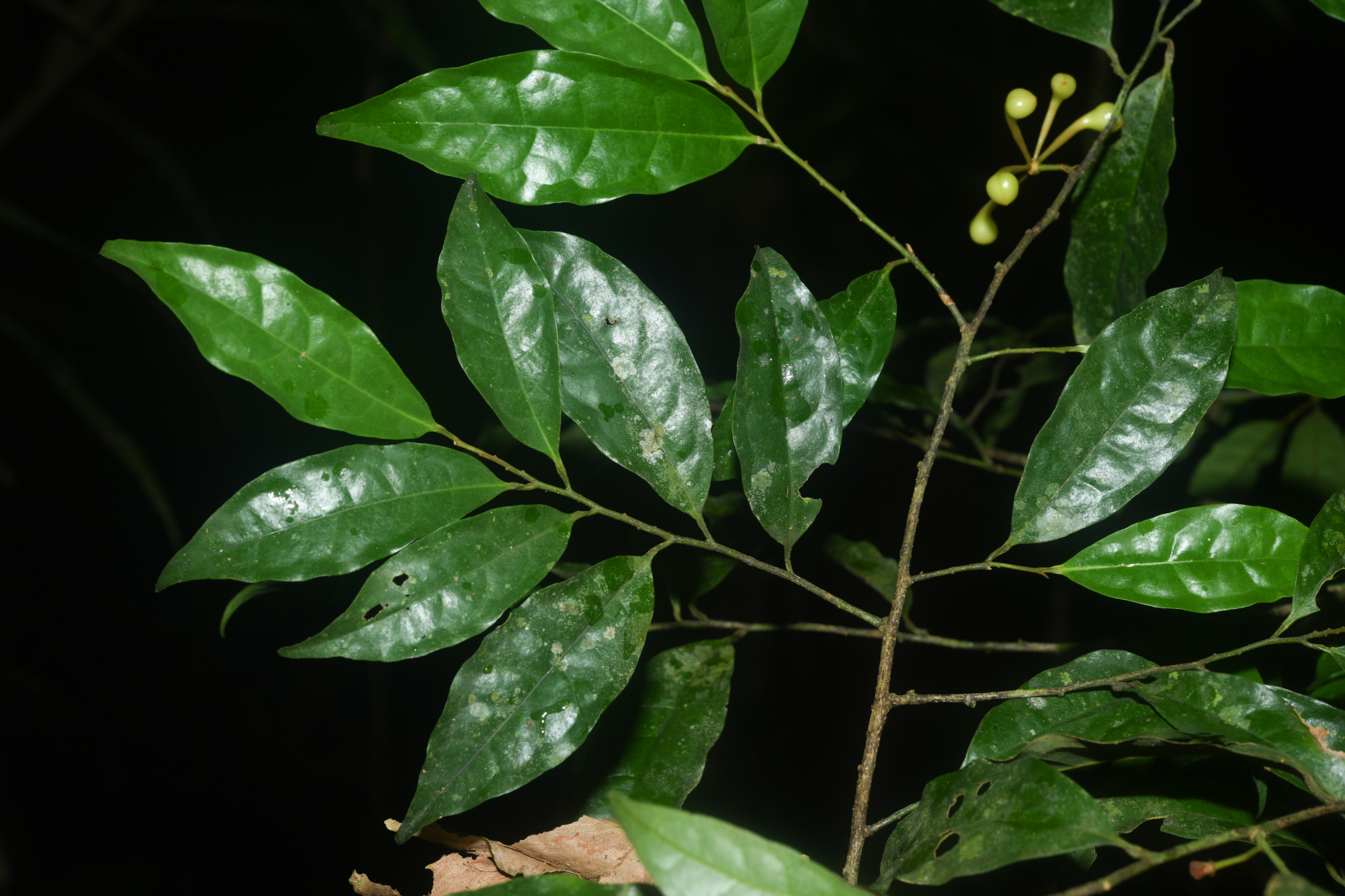 Anaxagorea prinoides (Dunal) A.DC. - Photo Bivouac Naturaliste