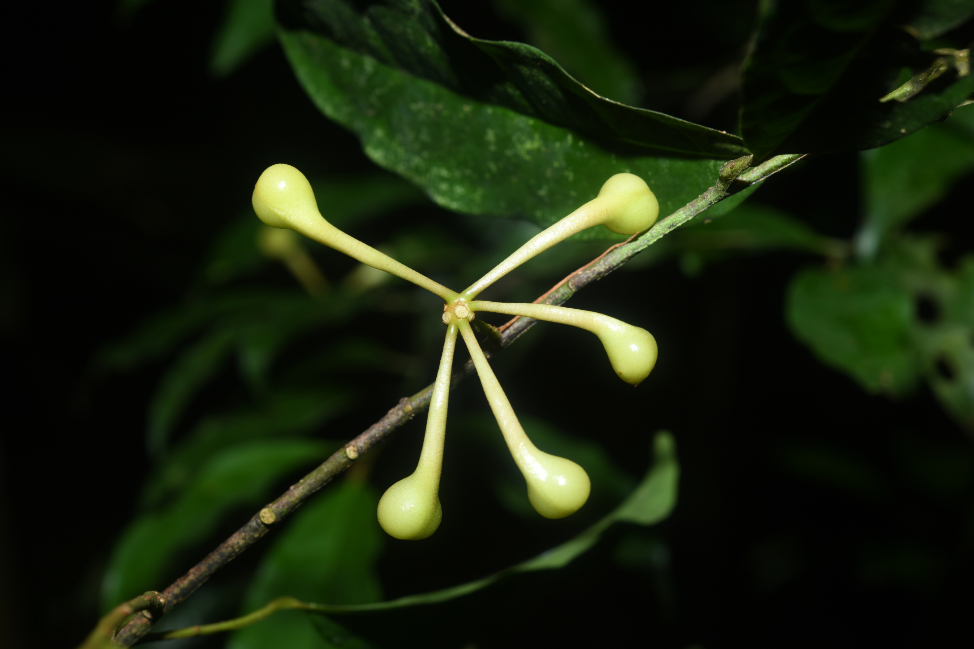 Anaxagorea prinoides (Dunal) A.DC. - Photo Bivouac Naturaliste