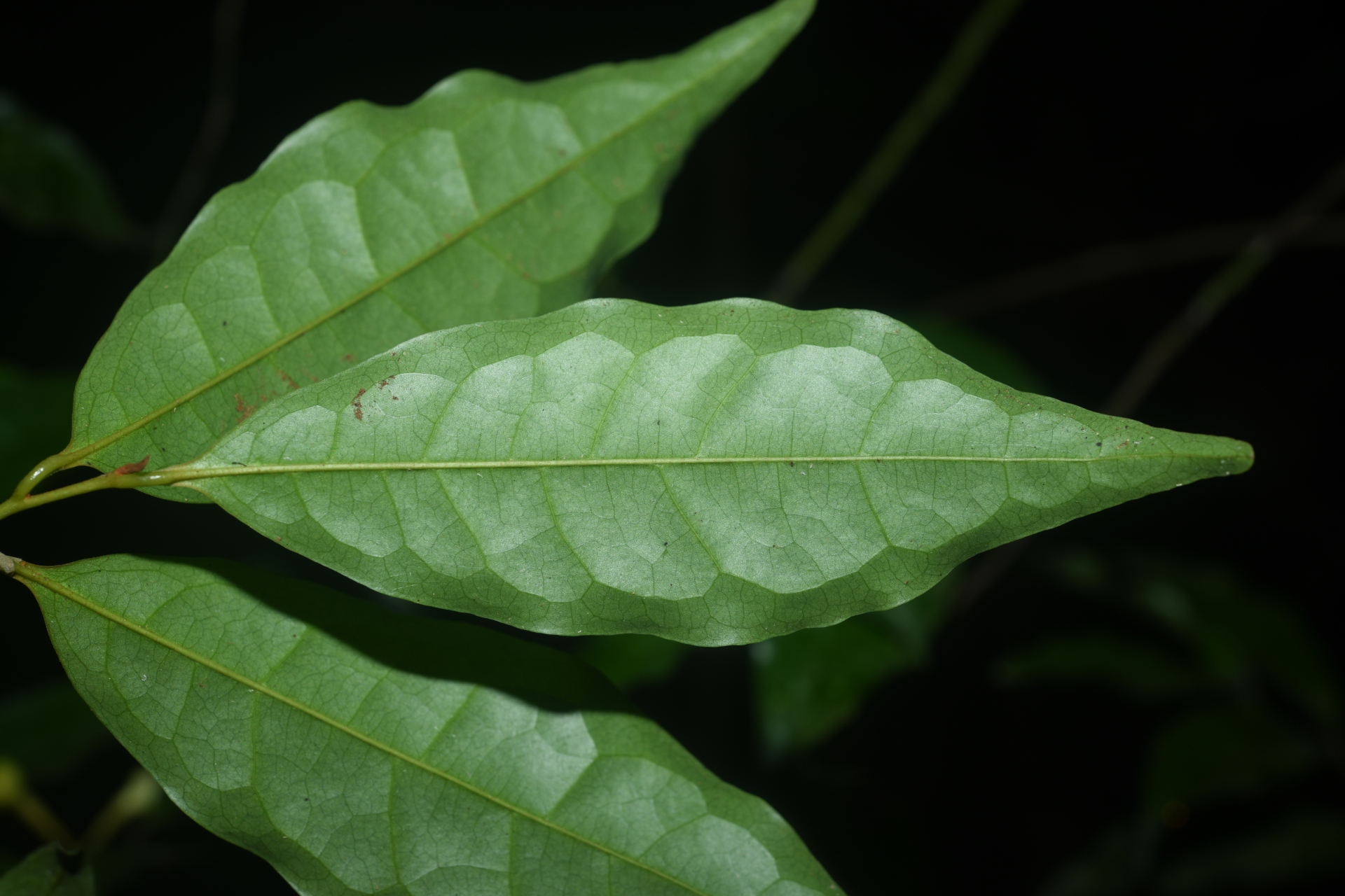 Anaxagorea prinoides (Dunal) A.DC. - Photo Bivouac Naturaliste