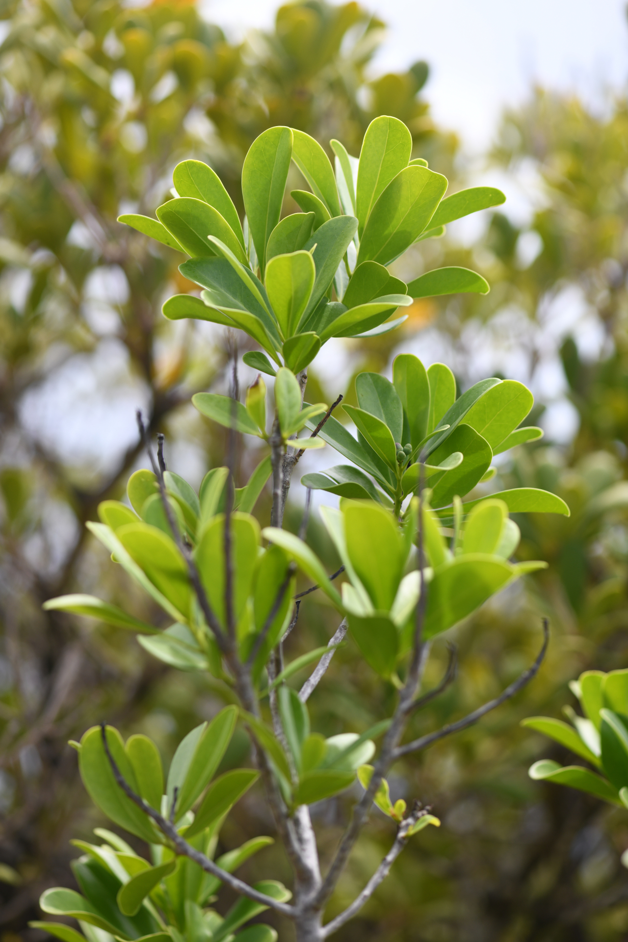 Canella winterana (L.) Gaertn. - Photo Bivouac Naturaliste