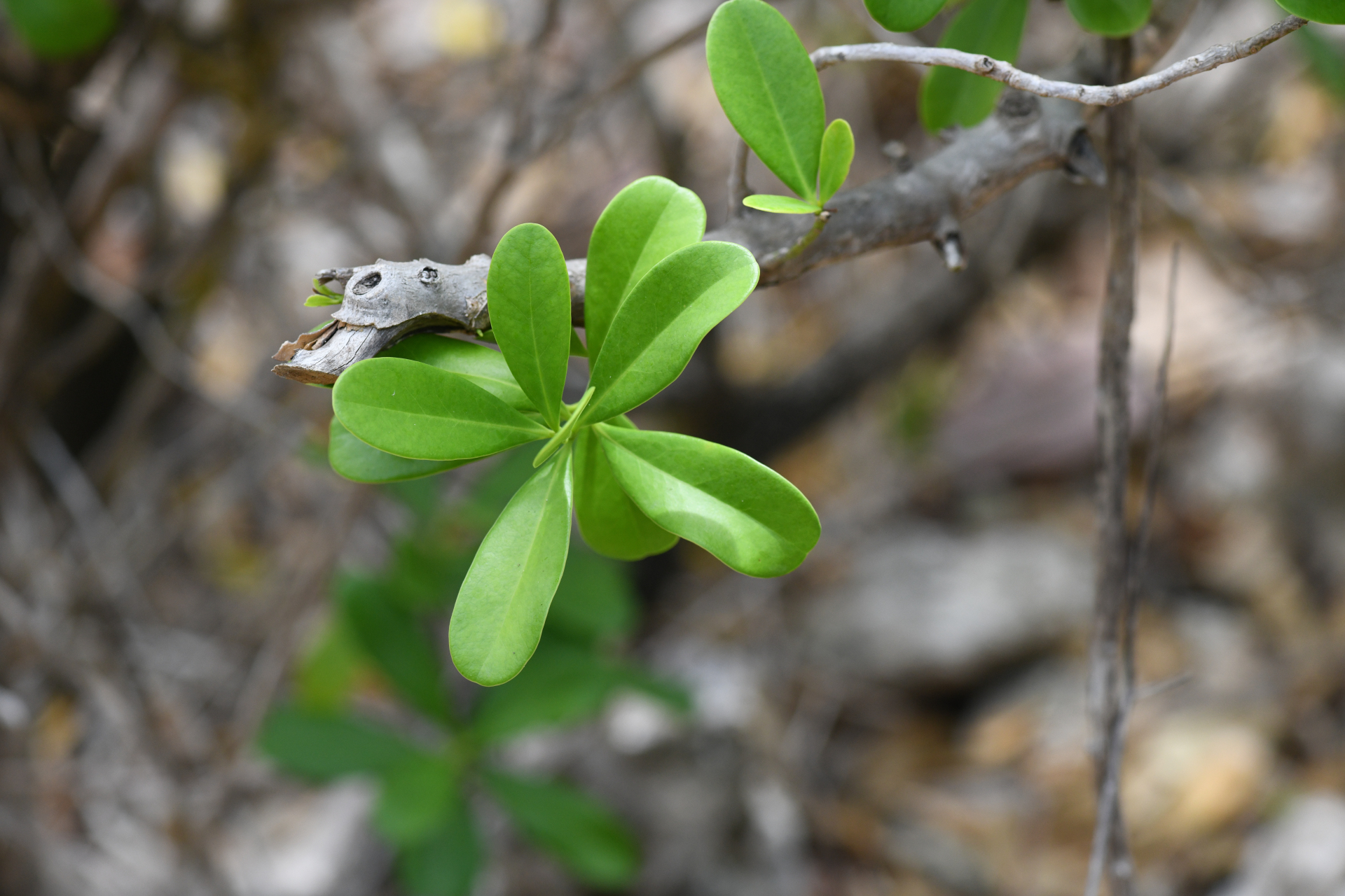 Canella winterana (L.) Gaertn. - Photo Bivouac Naturaliste