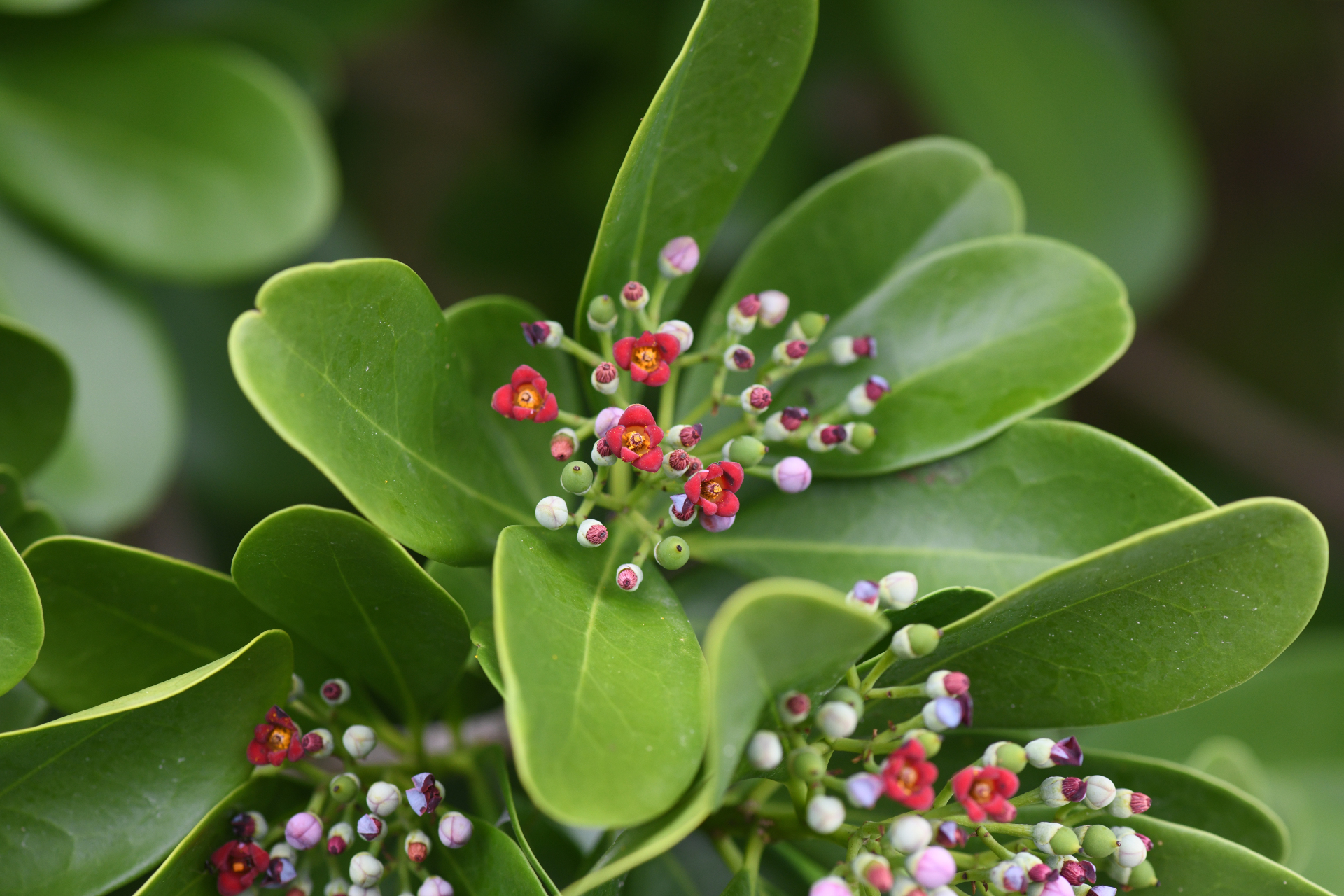 Canella winterana (L.) Gaertn. - Photo Bivouac Naturaliste