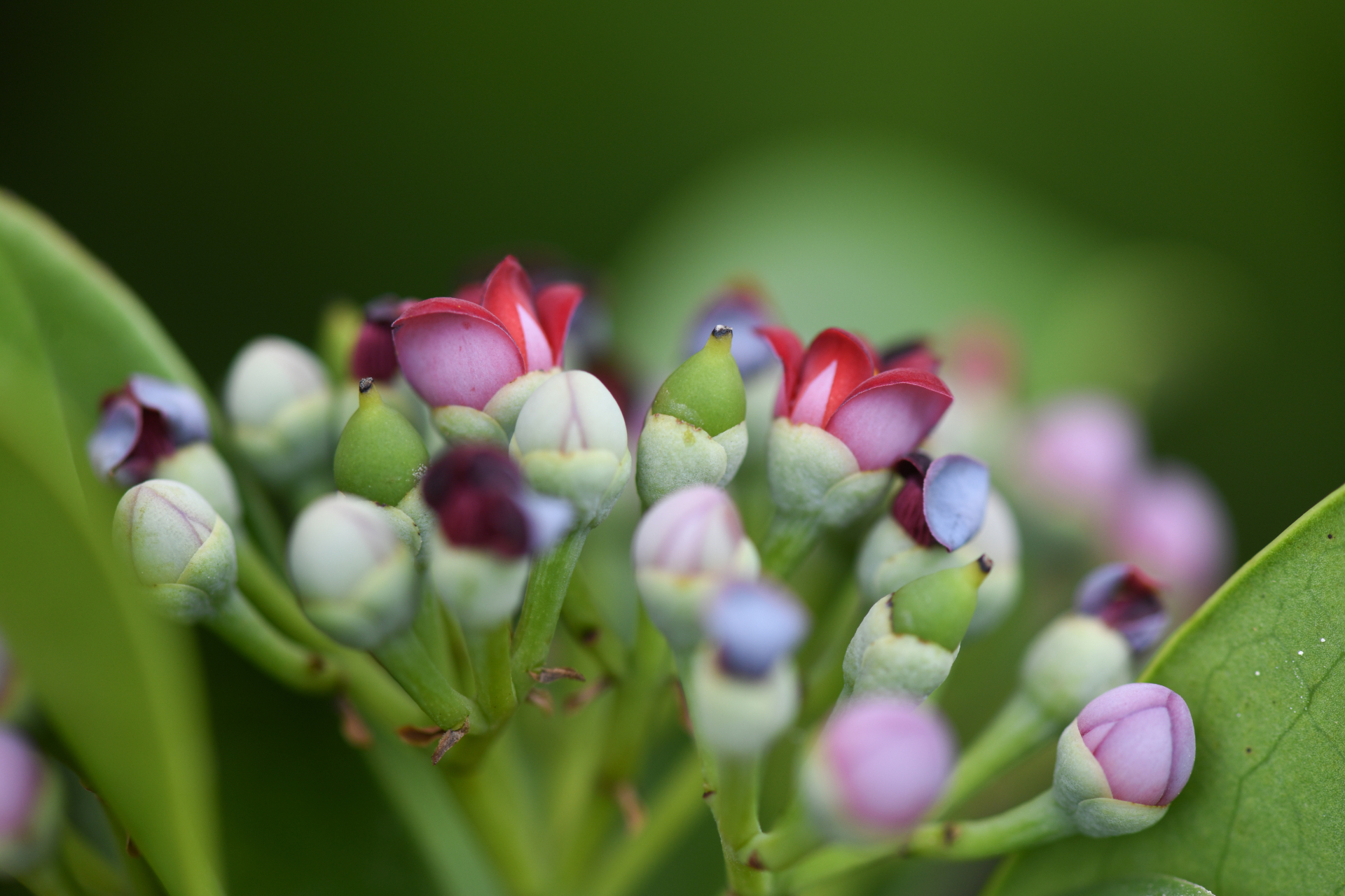 Canella winterana (L.) Gaertn. - Photo Bivouac Naturaliste