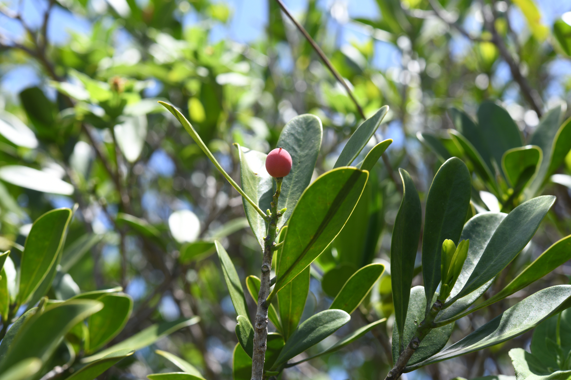 Canella winterana (L.) Gaertn. - Photo Bivouac Naturaliste