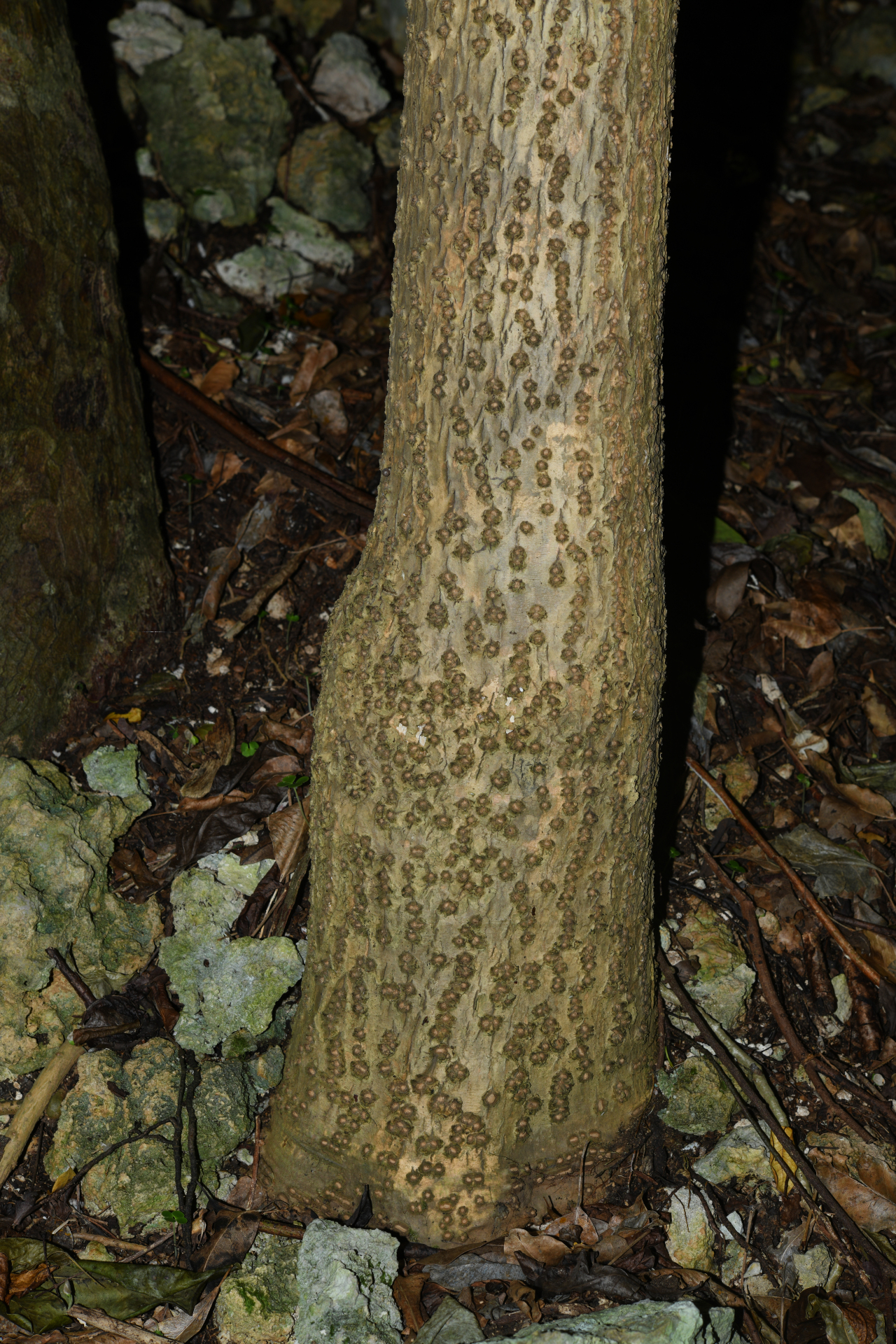 Canella winterana (L.) Gaertn. - Photo Bivouac Naturaliste