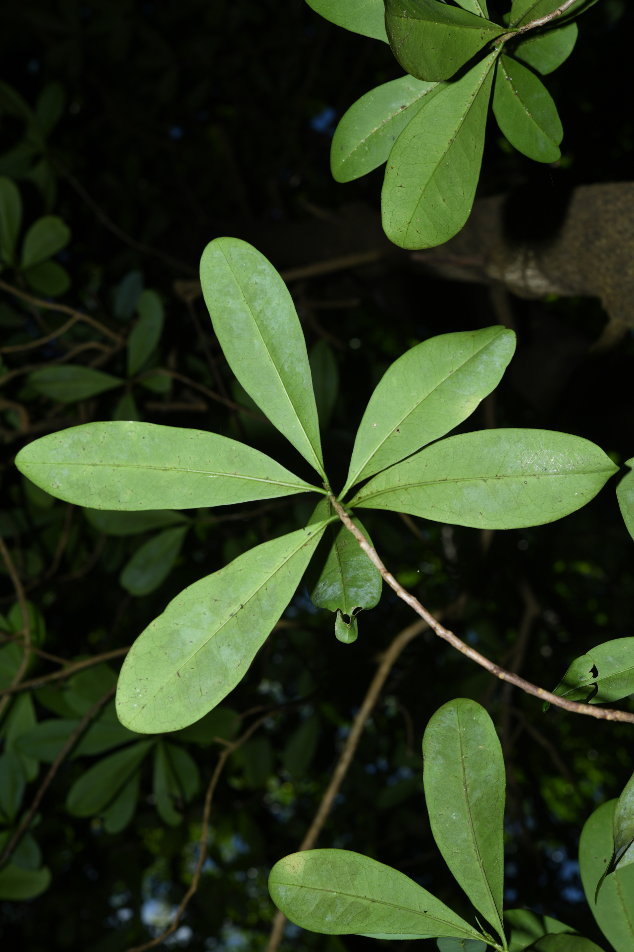 Canella winterana (L.) Gaertn. - Photo Bivouac Naturaliste