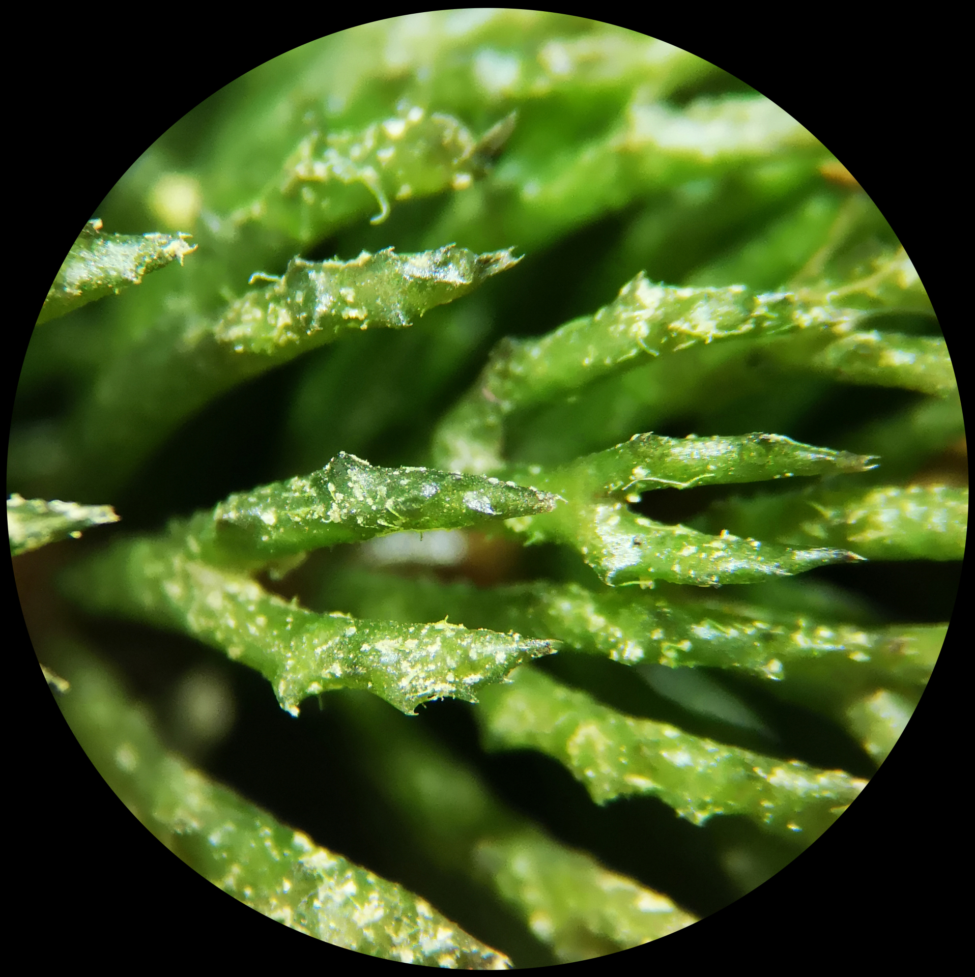 Ceratophyllum demersum L. - Photo Bivouac Naturaliste