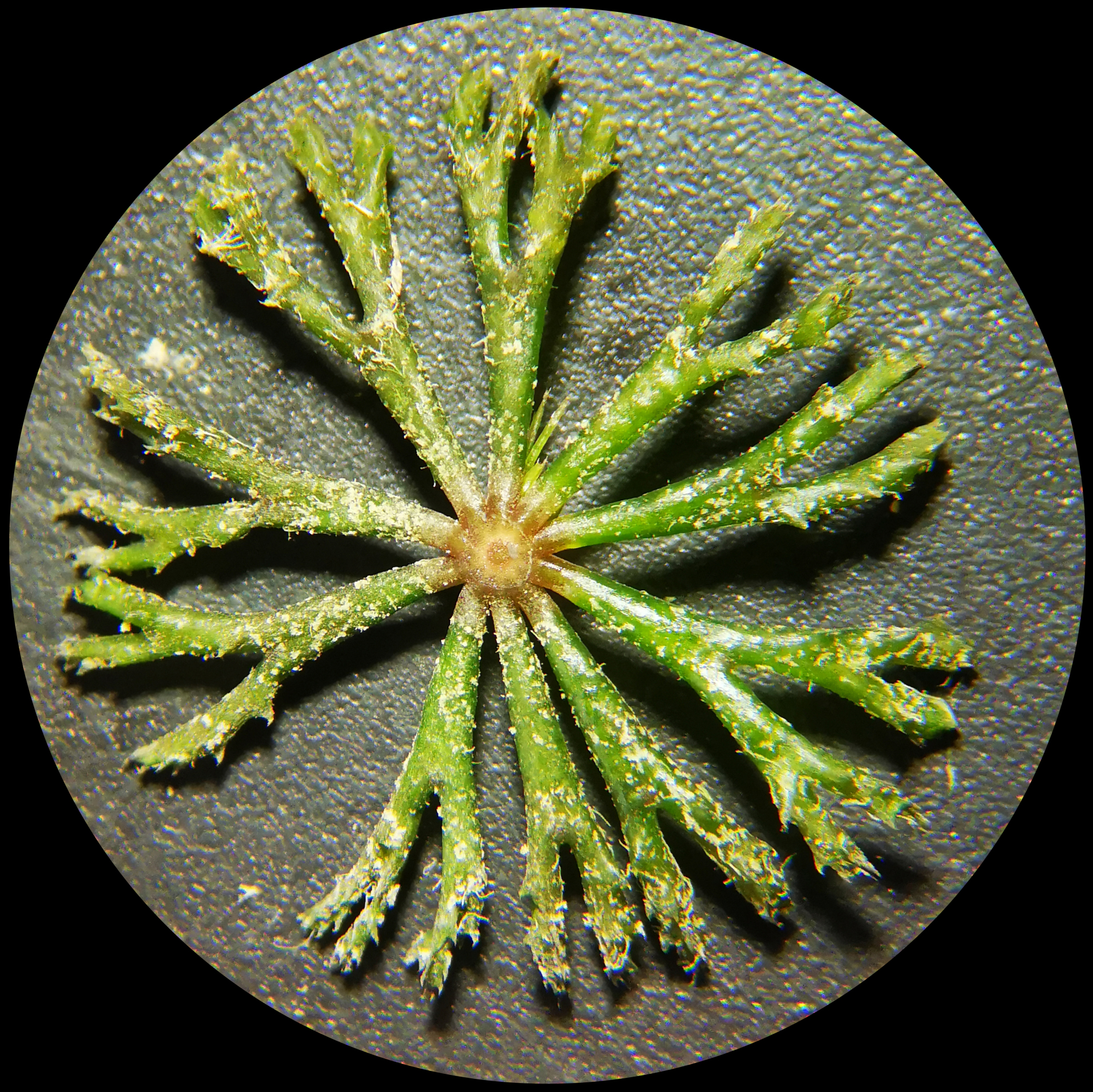 Ceratophyllum demersum L. - Photo Bivouac Naturaliste