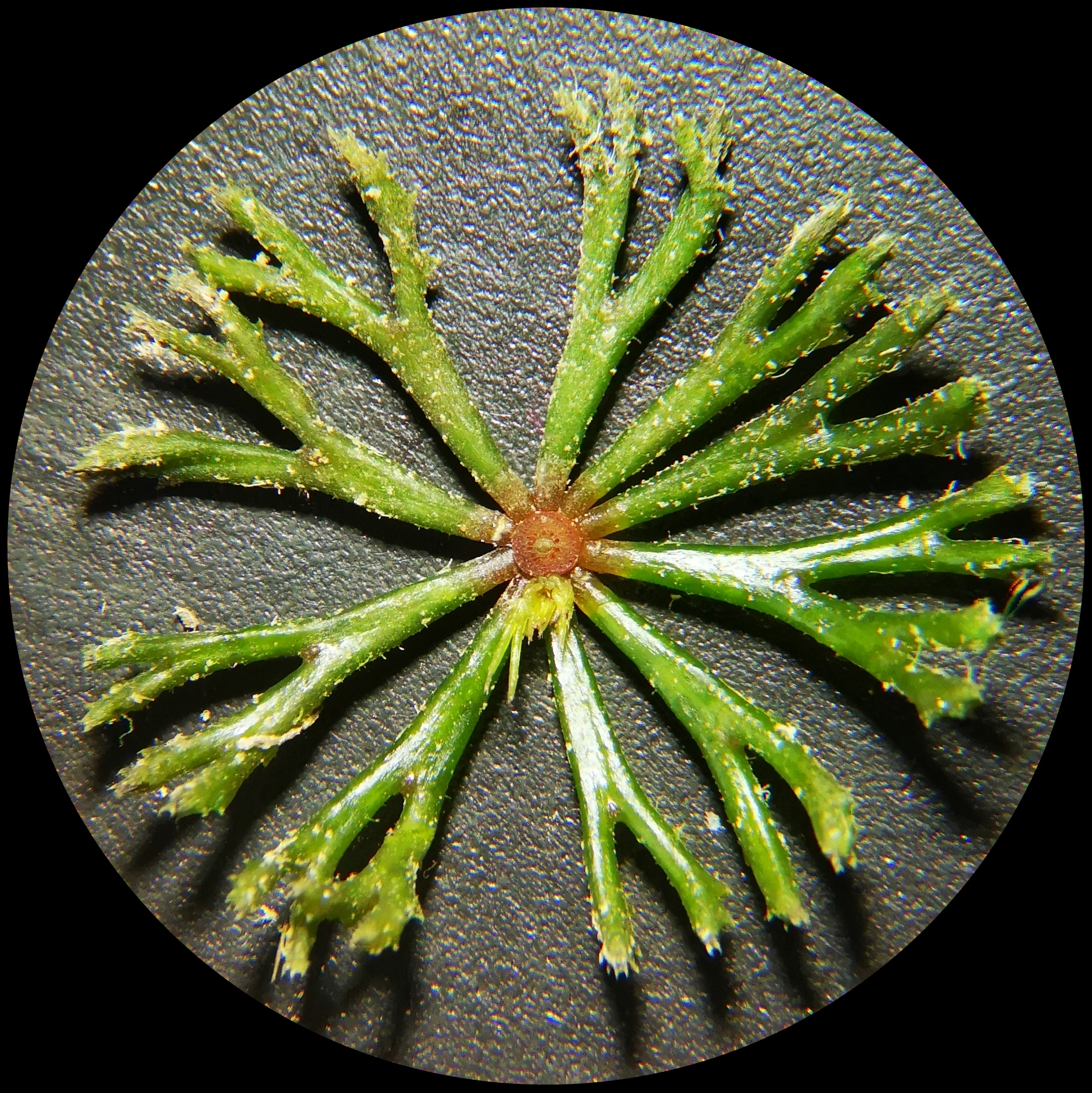 Ceratophyllum demersum L. - Photo Bivouac Naturaliste