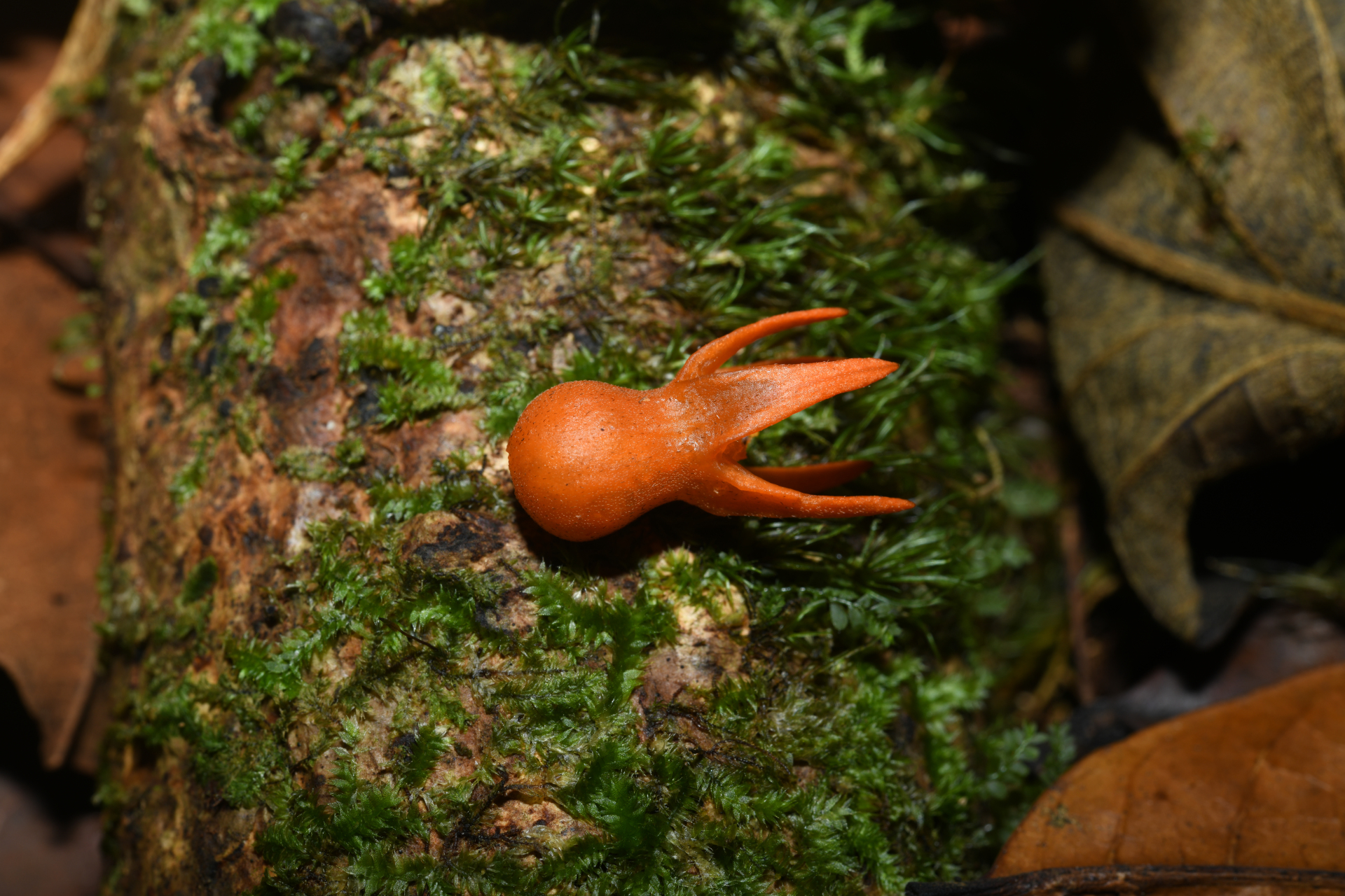 Gurania huberi Cogn. - Photo Bivouac Naturaliste