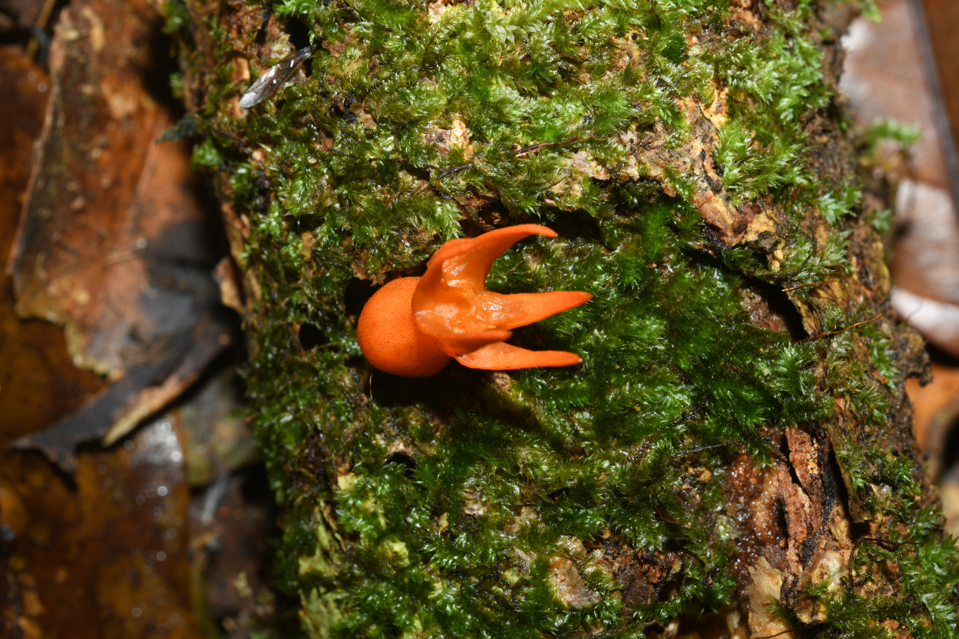 Gurania huberi Cogn. - Photo Bivouac Naturaliste