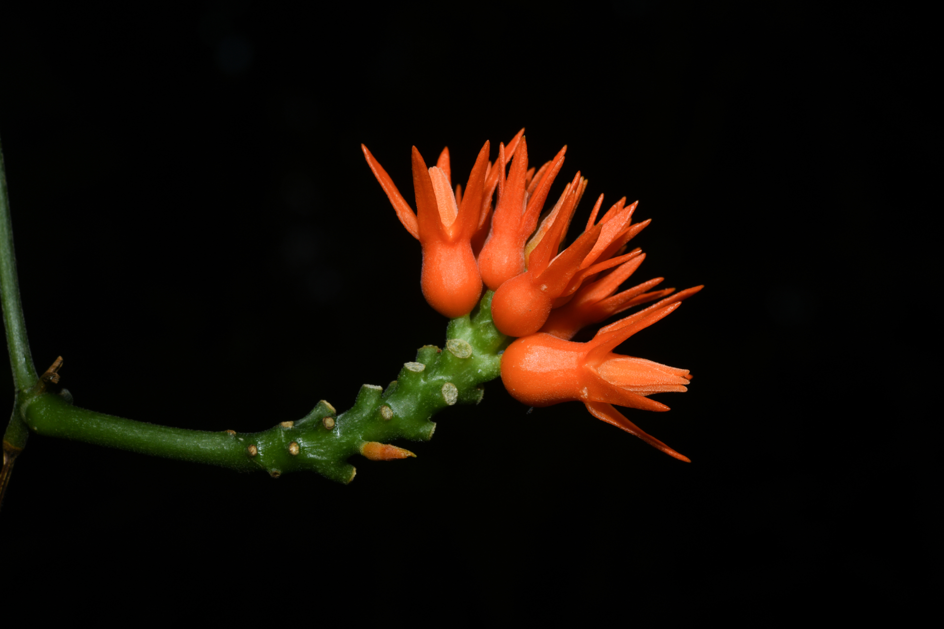 Gurania huberi Cogn. - Photo Bivouac Naturaliste