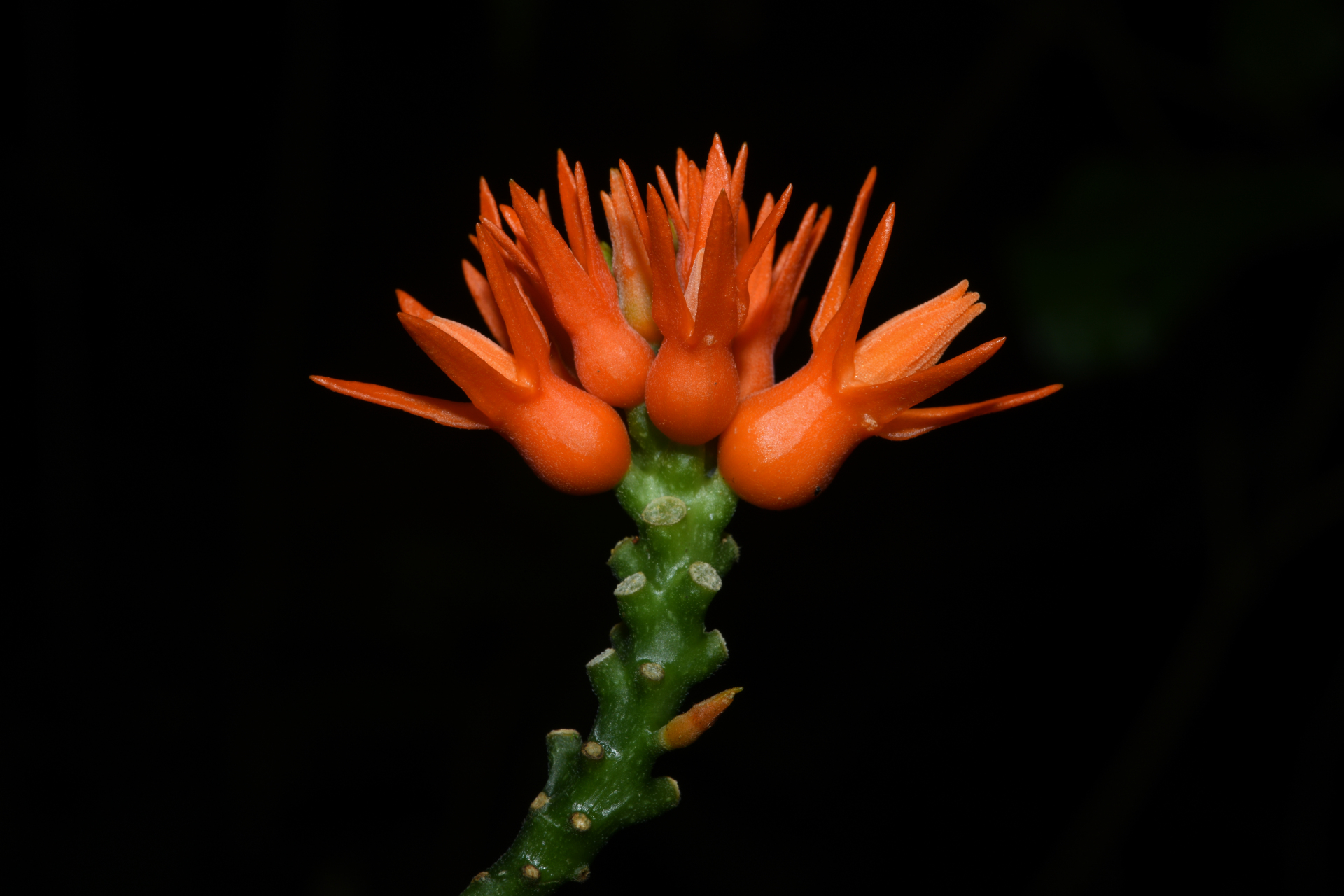 Gurania huberi Cogn. - Photo Bivouac Naturaliste