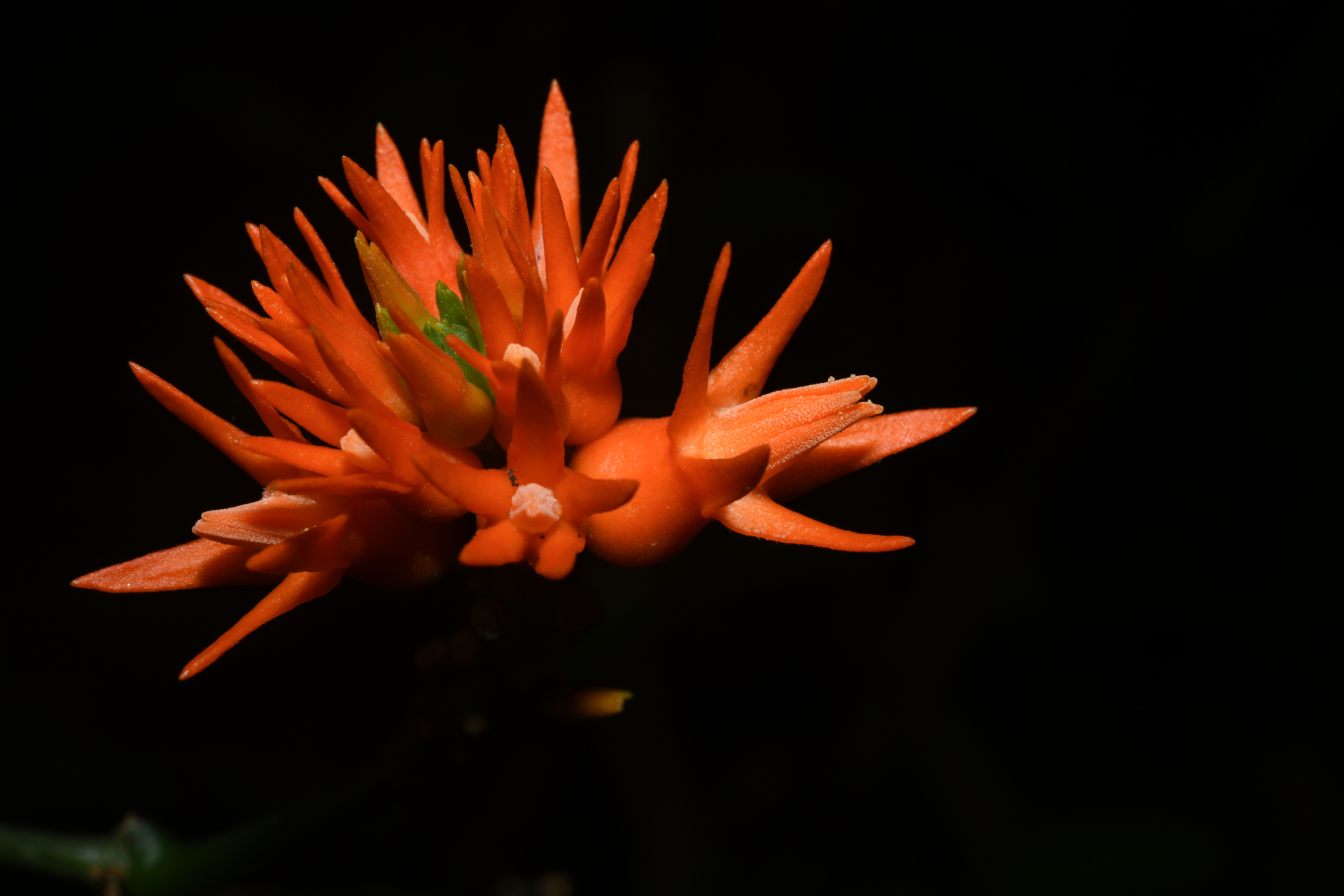 Gurania huberi Cogn. - Photo Bivouac Naturaliste