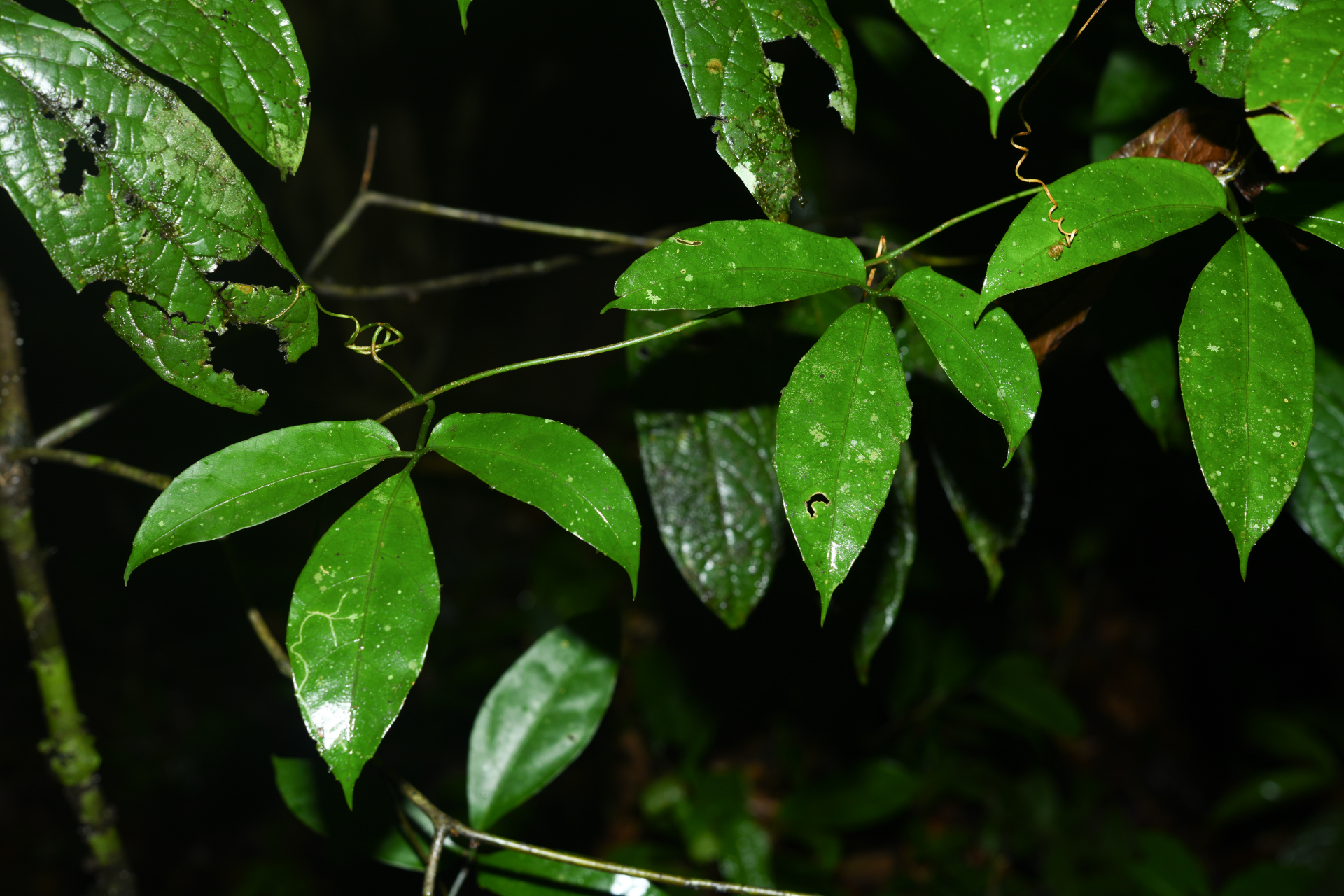 Gurania huberi Cogn. - Photo Bivouac Naturaliste