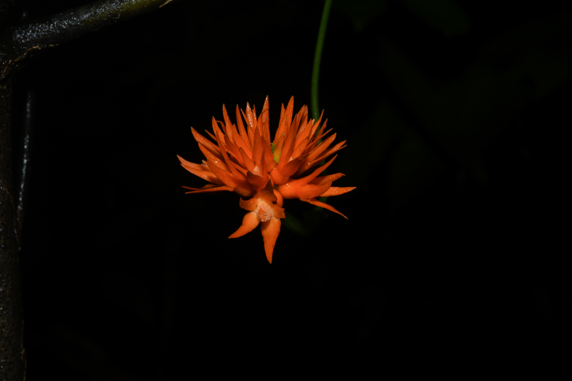 Gurania huberi Cogn. - Photo Bivouac Naturaliste