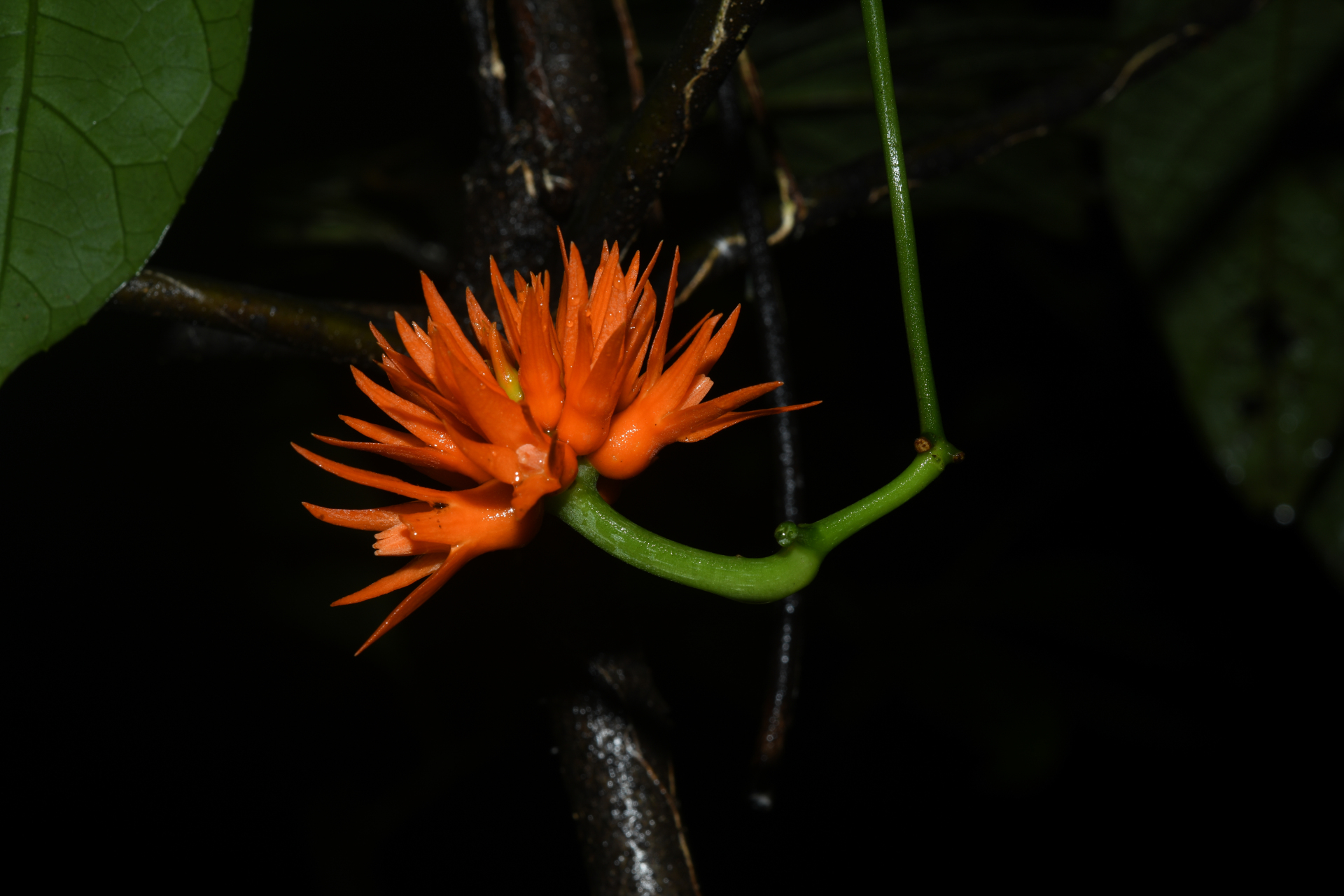 Gurania huberi Cogn. - Photo Bivouac Naturaliste