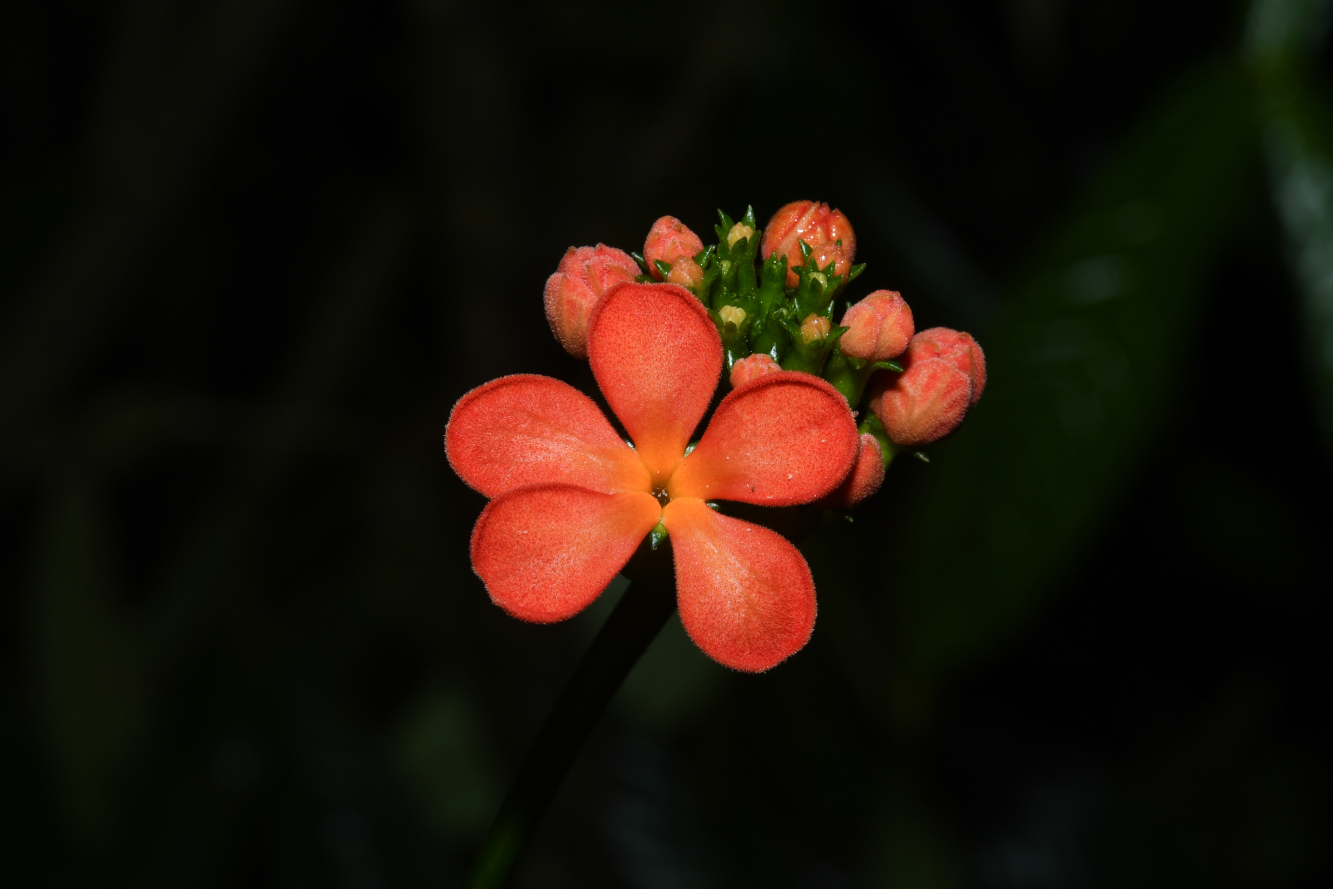 Psiguria triphylla (Miq.) C.Jeffrey - Photo Bivouac Naturaliste