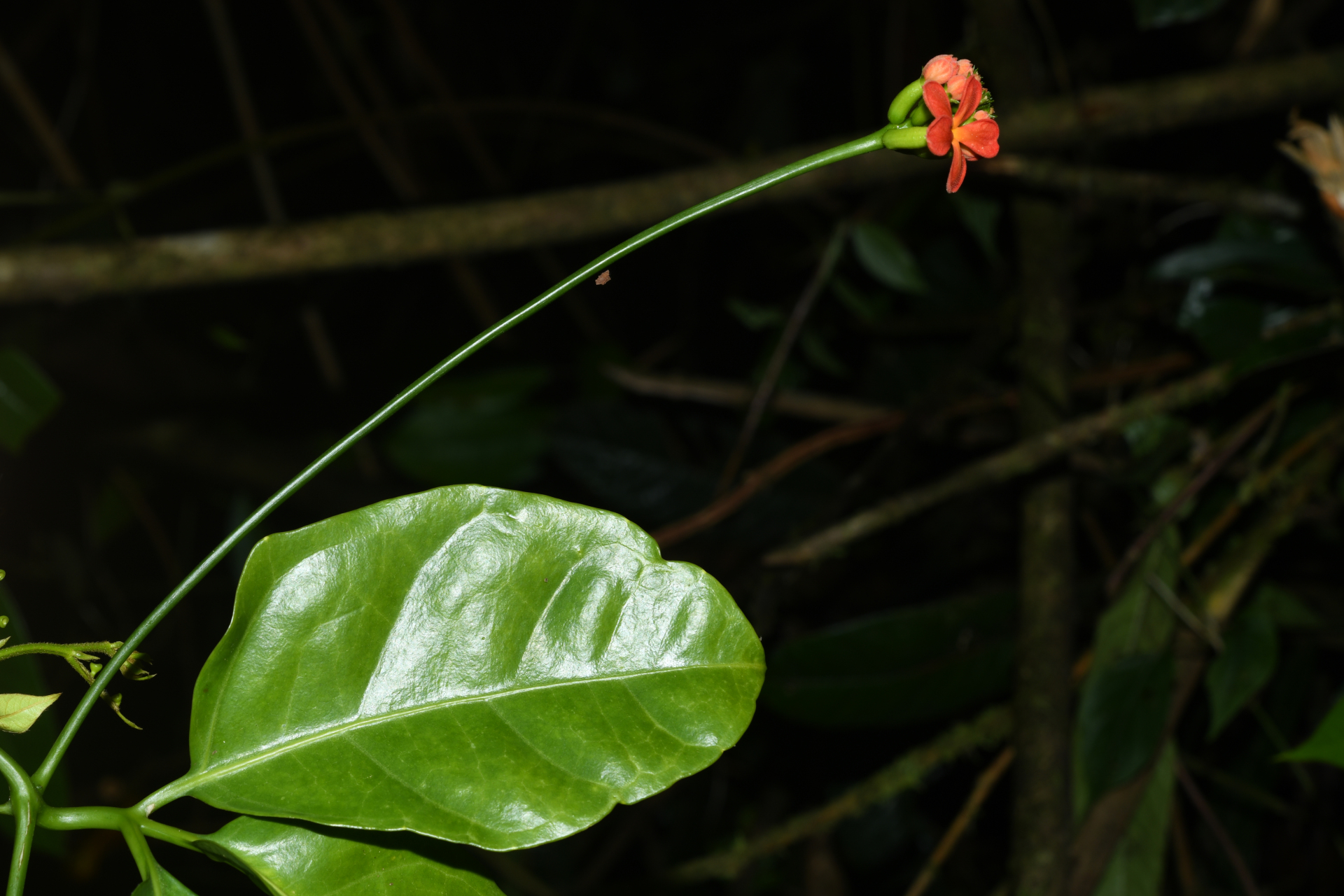 Psiguria triphylla (Miq.) C.Jeffrey - Photo Bivouac Naturaliste