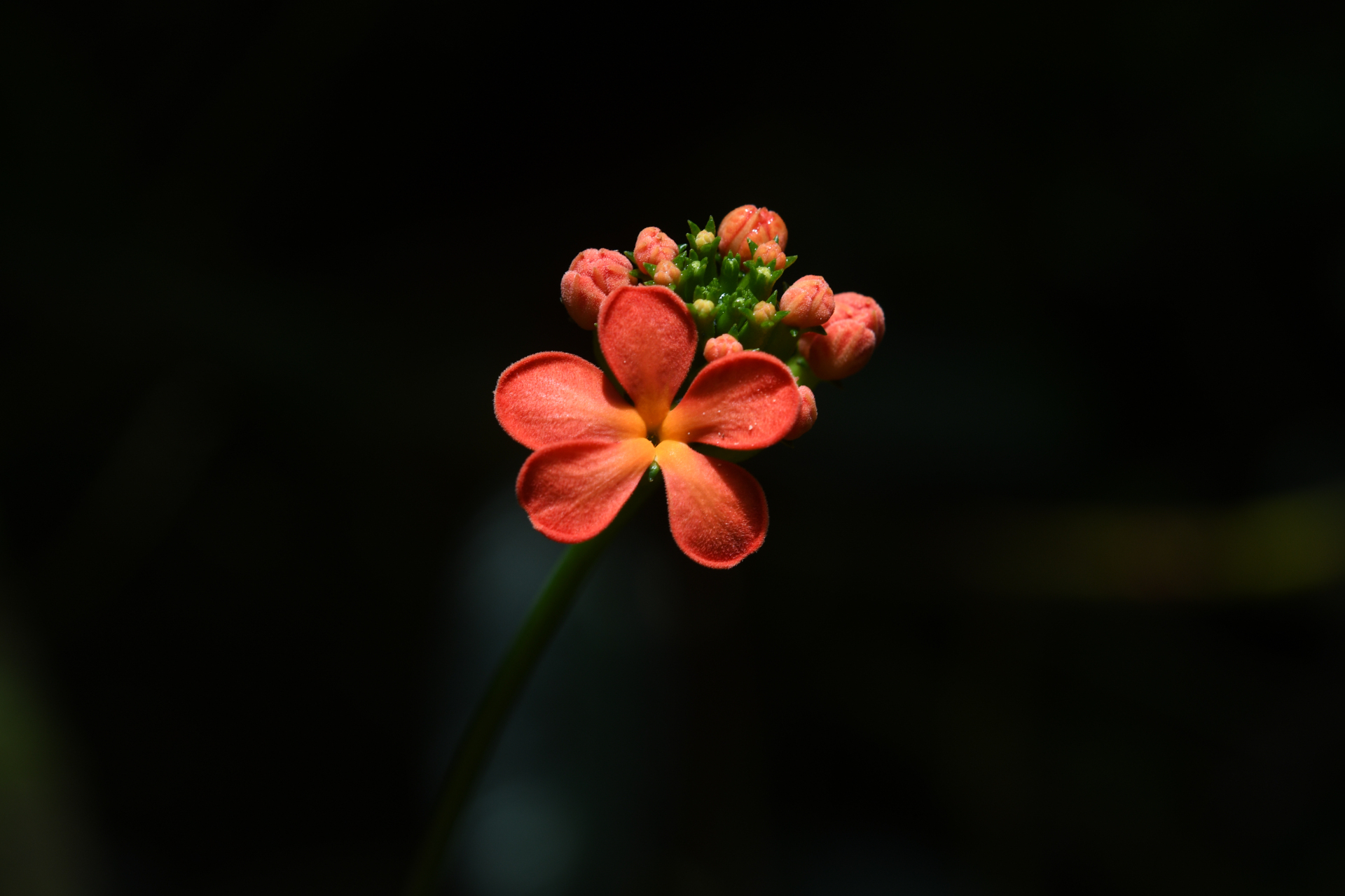 Psiguria triphylla (Miq.) C.Jeffrey - Photo Bivouac Naturaliste